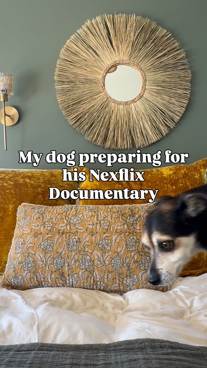 It’s true Finn will be sharing his story with @netflix
From street dog to multipupionare
#netflix #dog #dogmom #funnydogsofinstagram