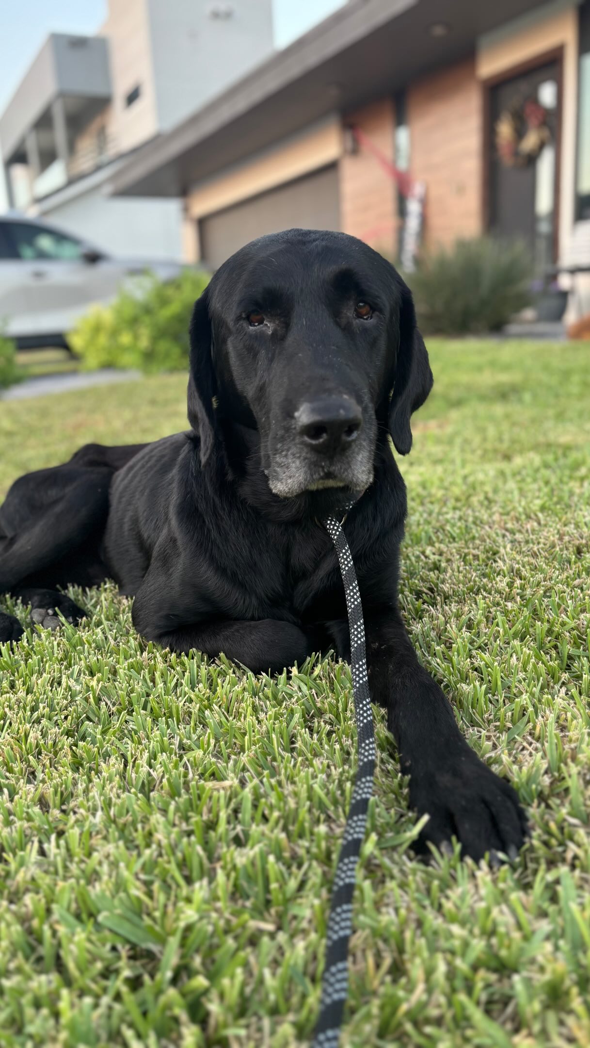 UPDATE: transport has been filled! I love this community so stinking much! ❤️🩹
This sweet poor guy has survived the streets of South Texas. Now, we need your help driving him to safety. 🙏🏻
Our friend @beccaisabel7 with @yaquianimalrescue found this gentle old Labrador in the Rio Grande Valley. His body is weathered from life on the streets, and he is suffering from profound, chronic orthopedic issues. He needs the medical care and soft place to land waiting for him with us at @skysanctuaryrescue in Phoenix.
An incredible team of good Samaritans has already stepped up to help drive him across Texas—but we are missing ONE critical leg of his journey:
📍 Ozona, TX → Fort Stockton, TX
🚗 108 miles / approx. 1.5 hours of driving
🕑 Saturday, August 29th, 2:15 PM – 4:45 PM
Just a couple hours of someone’s afternoon could be the final piece that gets this sweet old man off the streets and all the way to Sky Sanctuary.
Please SHARE this far and wide, especially with our Texas friends. If you can drive, sign up through the link in our bio.