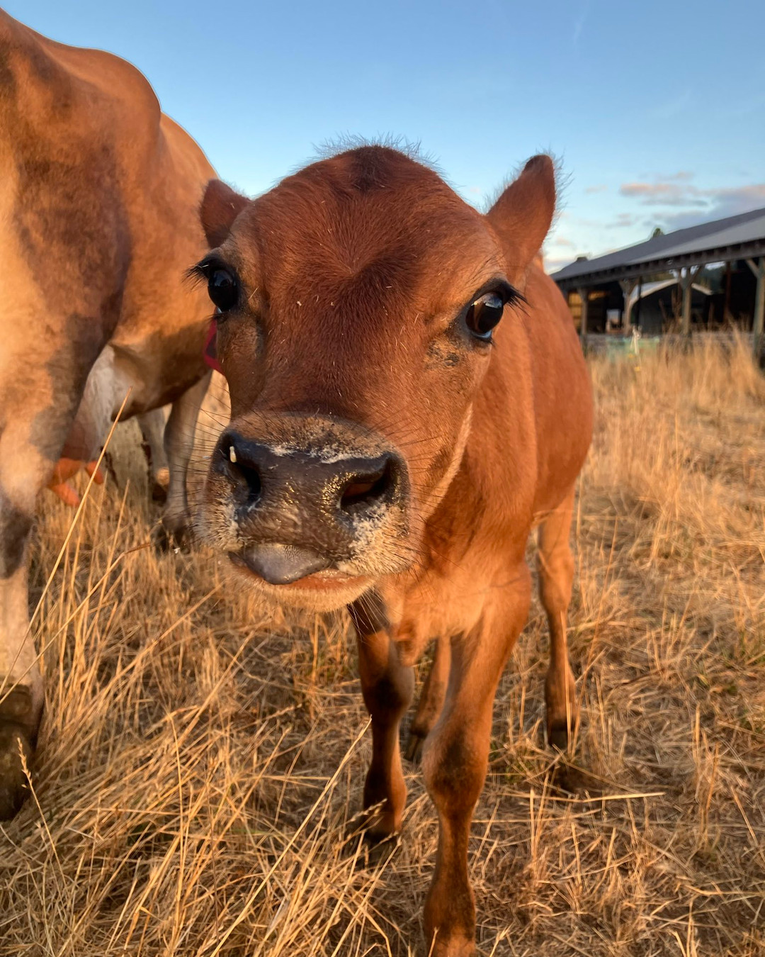 August 22 Newsletter - Full of stories and news from the farm, newsletters are sent out weekly to members and monthly to our entire mailing list.
Topics: New livestock guardian dog in-training. What is regenerative farming? Why we do not separate calves from our dairy herd. Annual sheep shearing.