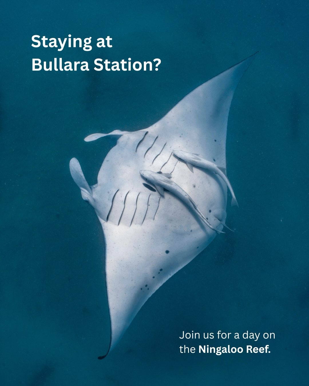 📍 BULLARA STATION, WE’RE HERE!
Staying at @bullarastation? You can now book Coral Bay Exclusive with Saturday pickups from Bullara, running from this Saturday through to 10th October! ✨
We’re popping up by the café today & tomorrow, so come say hi and book your adventure!
Can’t make it to the pop-up? Call us or book online. 💙
📞 (08) 9949 1208
✉️ info@oceanecoadventures.com.au
🌐 oceanecoadventures.com.au
Photos @ollieclarkephoto @beclaidlaw.photography @annalofiphoto
#bullarapickups #coralbayexclusive #swimwithmantas #ningalooreef #coralbay
