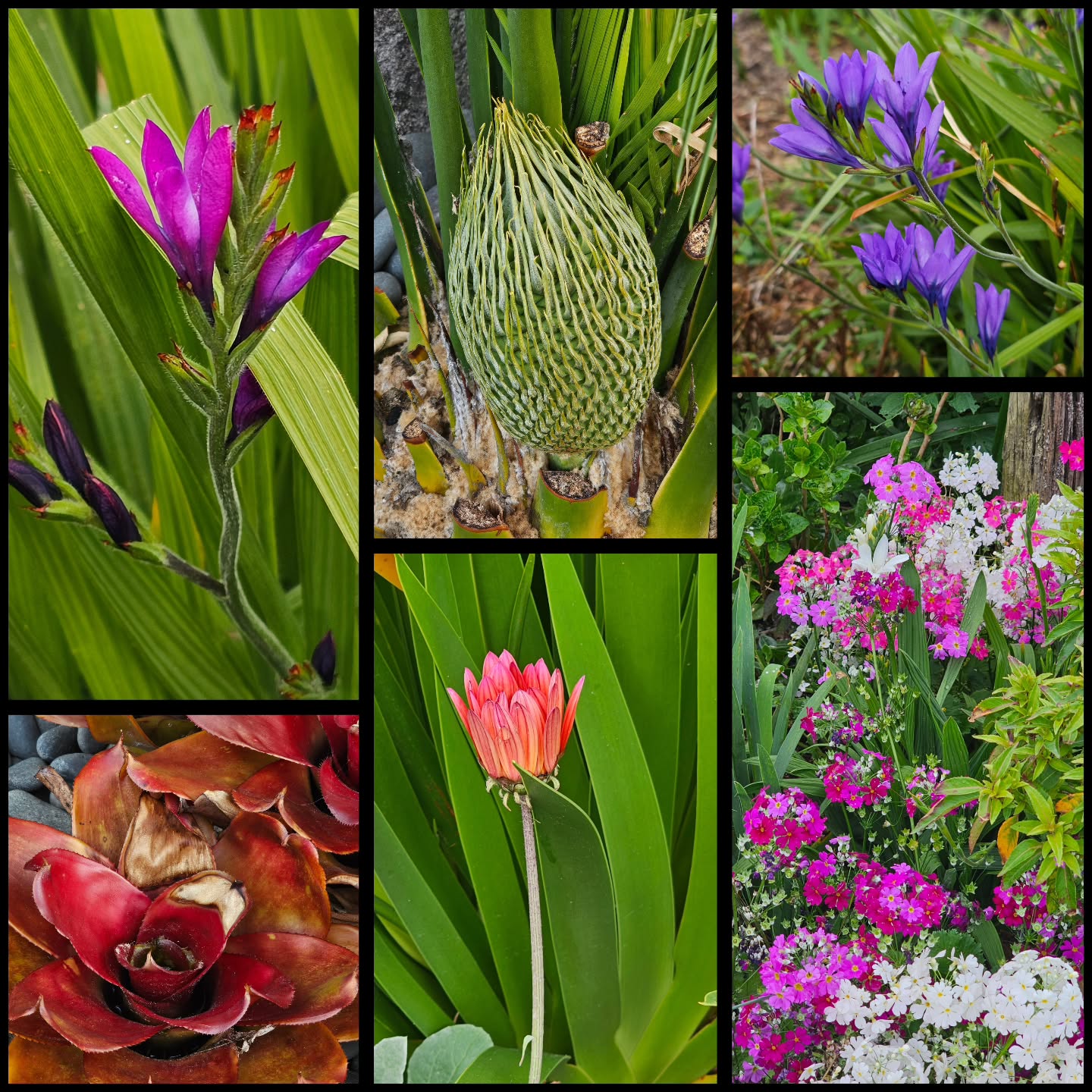 The Bay of Plenty Garden and Art Festival is looming on my horizon(19-22 November) and this week I met with the gardener and the garden where I will be situated.... I couldn't help but snap a few photos of flowers that caught my eye.
Looking forward to this event! Hope to see you there! 😊
#bopgardenandartfestival #ArtAndGarden #springcolours #photosoftheday #inspiredbyflowers
