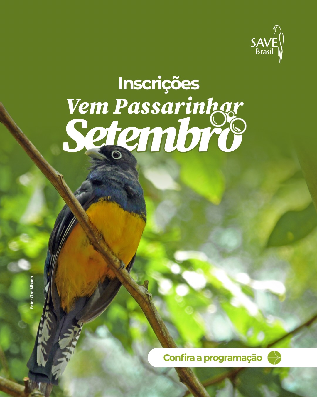 Setembro chegou trazendo novos encontros com as aves! 🐦💚
O Vem Passarinhar deste mês reúne diferentes edições e regiões, convidando você a conhecer mais sobre as aves, a natureza e os lugares onde elas vivem.
Cada atividade tem uma programação própria. Por isso, deslize os cards e confira:
📍 onde será o encontro
📅 data e horário
🔎 como participar
🌿 informações importantes de cada edição
Seja sua primeira experiência com a observação de aves ou mais uma aventura ao ar livre, sempre existe algo novo para descobrir.
Chame alguém para compartilhar essa experiência com você e escolha o destino da sua próxima passarinhada! 🐦
Antes de se inscrever, confira as informações sobre acesso, nível de dificuldade das trilhas e demais orientações disponíveis em cada formulário.
Nos vemos por aí! 💚
Inscreva-se pelo link da bio.
-
#birdwatching #aves #conservação #biodiversidade