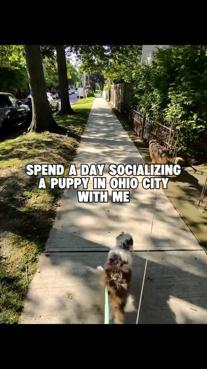Puppy’s confidence went to the MOON today 🚀
Hiding your dog from stressful, loud, chaotic environments is going to create a dog that can’t handle stress, loud noises, and chaos. Desensitizing as a puppy is the BEST thing you can do — but it doesn’t mean you can’t do it with an adult dog!! Don’t rush into anything and go at your dogs pace as much as you can, and help them work through the moments of panic with confidence. You can use play, food games, obedience… whatever your dog likes to do!
Where should I train a dog next??
Xo, Steph 🫶
#dogtrainer #puppy #puppytraining #dogsofinstagram