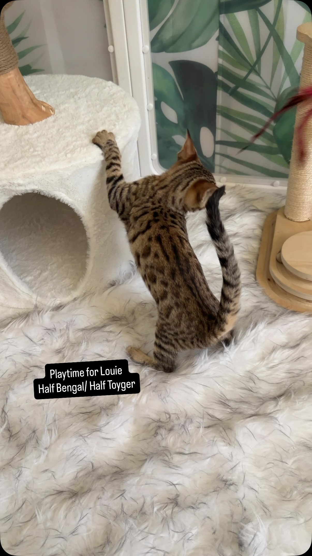 Such a little cutie pie 😻 #bengal #toyger #kitten #cat #kitty