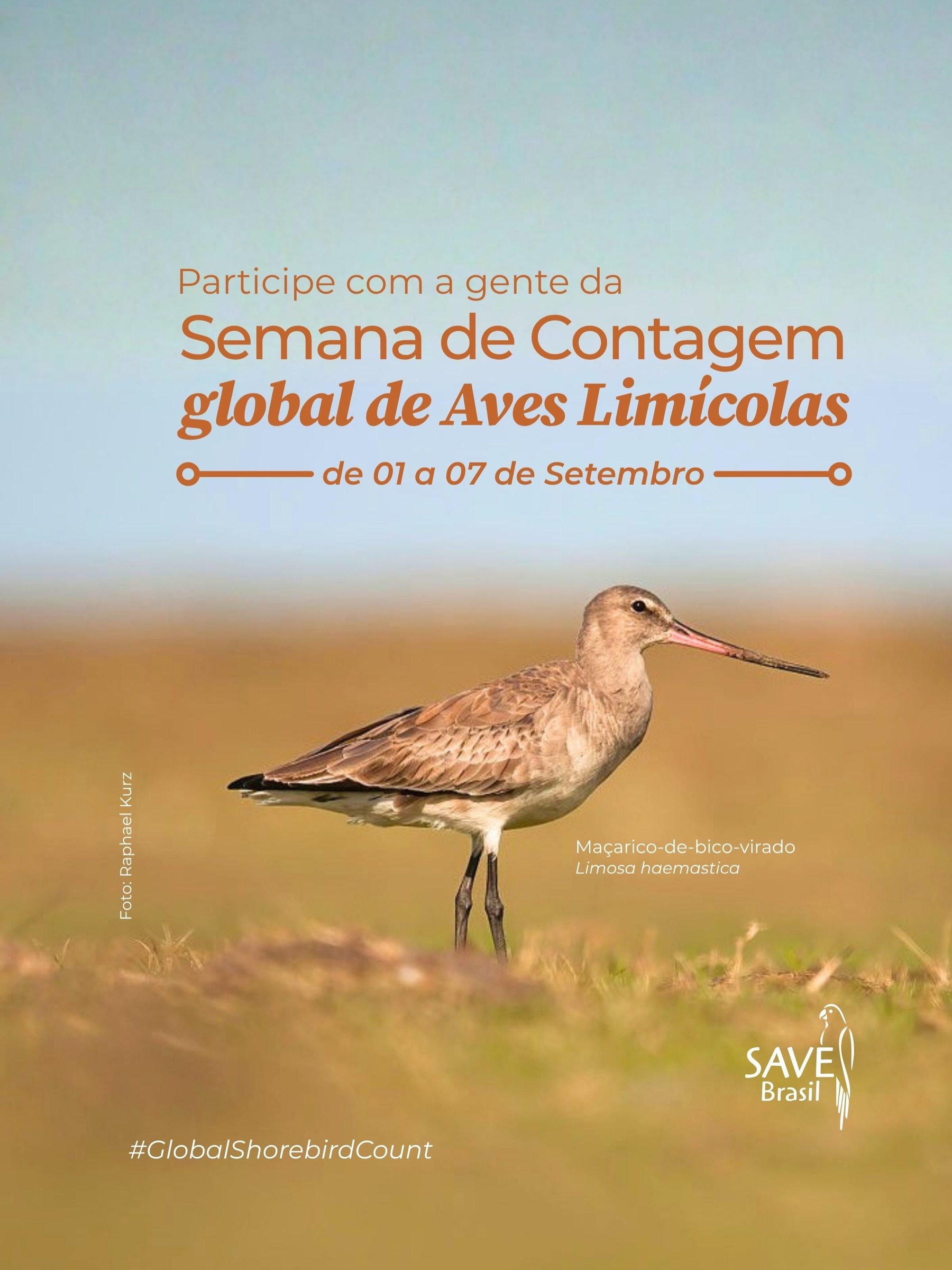 O Dia Mundial das Aves Limícolas acontece em 6 de setembro e para marcar essa data tão importante, nada mais justo do que dedicar uma semana inteirinha para celebrações.
De 1 a 7 de setembro acontece a #globalshorebirdcount, uma semana dedicada a contagem mundial de Aves Limícolas. A iniciativa se destaca como um dos principais eventos em comemoração ao Dia Mundial das Aves Limícolas (@worldshorebirdsday ) e busca promover a pesquisa e o monitoramento dessas espécies, além de envolver as comunidades na observação de aves, incentivando que observadores amadores se tornem cientistas cidadãos.
No período, pessoas de todos os cantos do mundo se reúnem para contagens e geram dados cruciais sobre o tamanho da população e seus habitats. Esses dados podem ser de grande relevância para decisões sobre a implementação de ações de conservação desse grupo de aves fascinantes, mas tão ameaçado.
A SAVE Brasil, por meio do Programa Aves Limícolas, também estará com equipe em campo e apoia essa mobilização.
Participe! Arraste para o lado e veja como. ➡️
Compartilhe para inspirar mais pessoas! 😉
#shorebirds #birdwatching #conservation