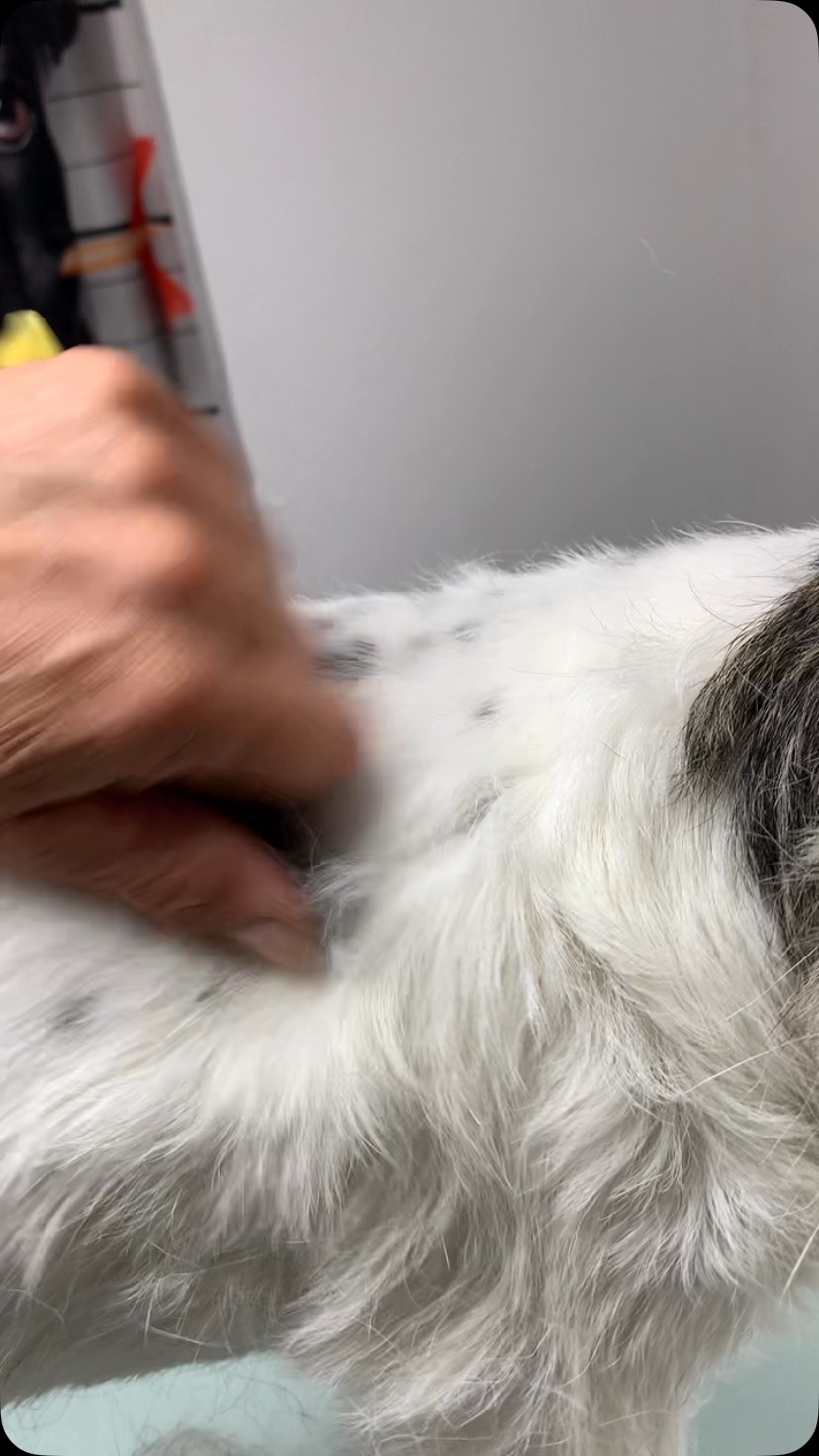 „Trimm Schneiderlein trimm…!“ 💪🤪😅
#hundesalonfellblick #hundepflegemitherz #trimmfell #handstripping #jackrusselzauber
