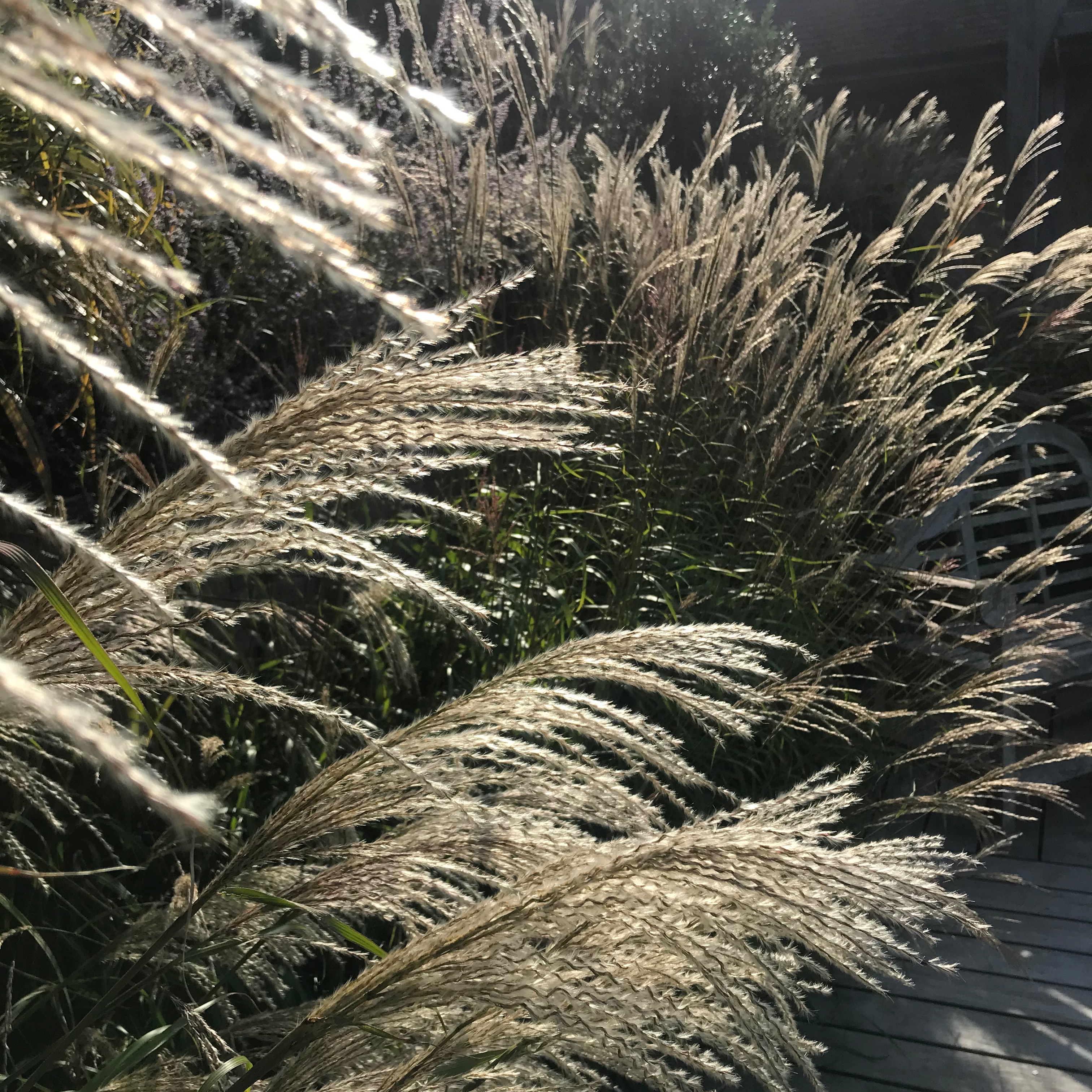 🌿 Plant of the Month: Miscanthus sinensis 🌿
I often use Miscanthus sinensis when a scheme needs a lift of movement. I love the way its foliage catches the light and sways with the smallest breath of wind bringing a border properly to life. It adds softness without losing structure, gently billowing between sturdier planting so the whole thing feels alive rather than static. What looks like an unassuming grass all summer quietly becomes one of the most valuable plants in the garden once its plumes catch the low autumn light and it holds its shape right through winter.🌾
#PlantOfTheMonth #MiscanthusSinensis #Grasses #GardenDesign #NaturalisticPlanting #GardenInspiration #LandscapeDesign #SeasonalInterest