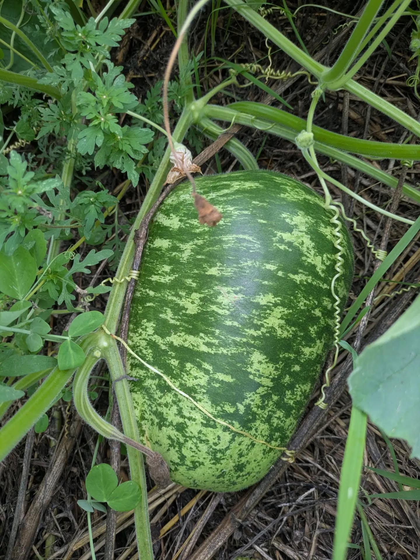 Persistence (against squash bugs and vine borers) the apple gourds are growing nicely π