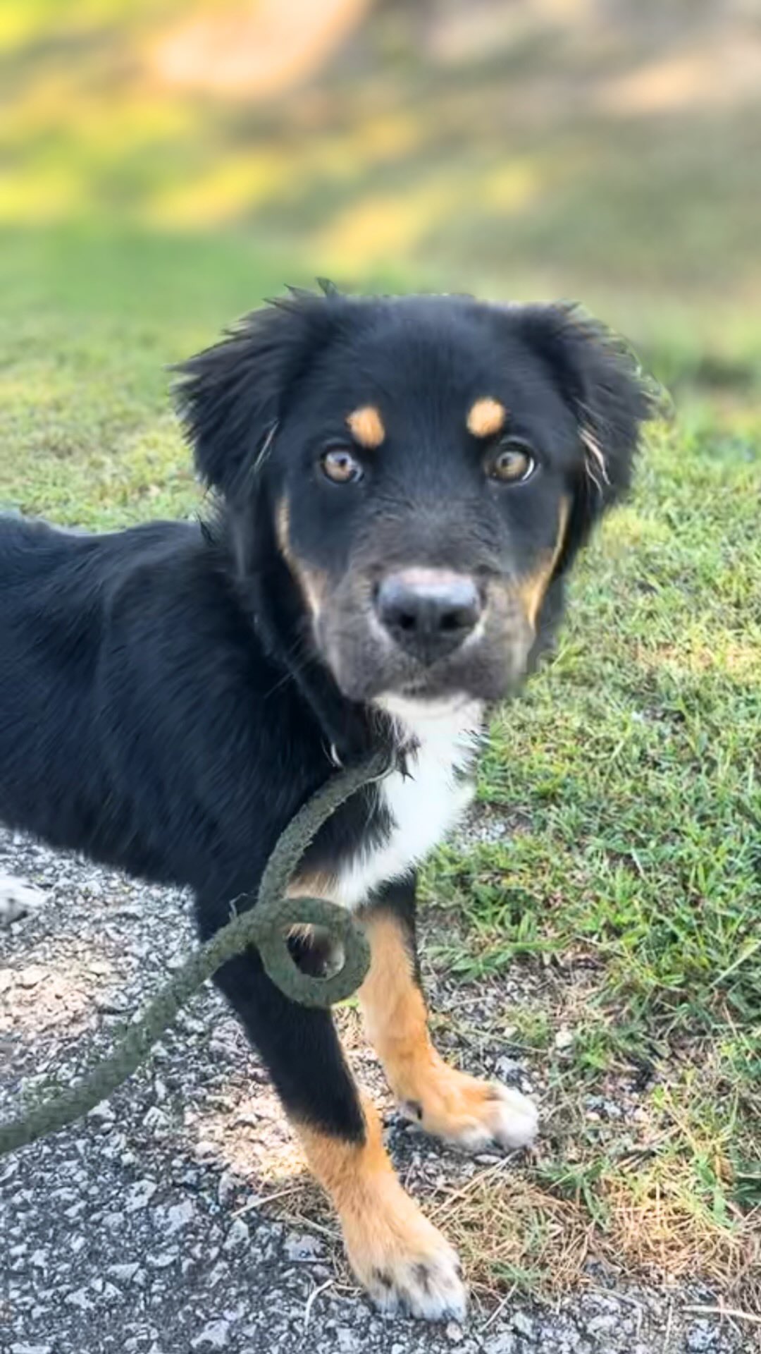 We could think of no better way to celebrate National Dog Day than sharing this: Briley is safe. 💙
Just last week, this puppy was facing euthanasia if a foster commitment didn’t come through in time. Today, he is officially with RARE, and tomorrow he’ll head to his foster home.
Fostering quite literally saved his life.
Someone saying “yes” gave Briley the chance to leave the shelter behind, make it to safety, and start a future he almost didn’t get to have.
We also felt this song couldn’t be more fitting—not only for the love we feel for the animals we rescue, but also as a small way to honor and remember Dolly’s legacy.
Happy National Dog Day, Briley. Welcome to the good life.
#fosteringsaveslives #adoptdontshop #nashville #dogsofinstagram #fyp
