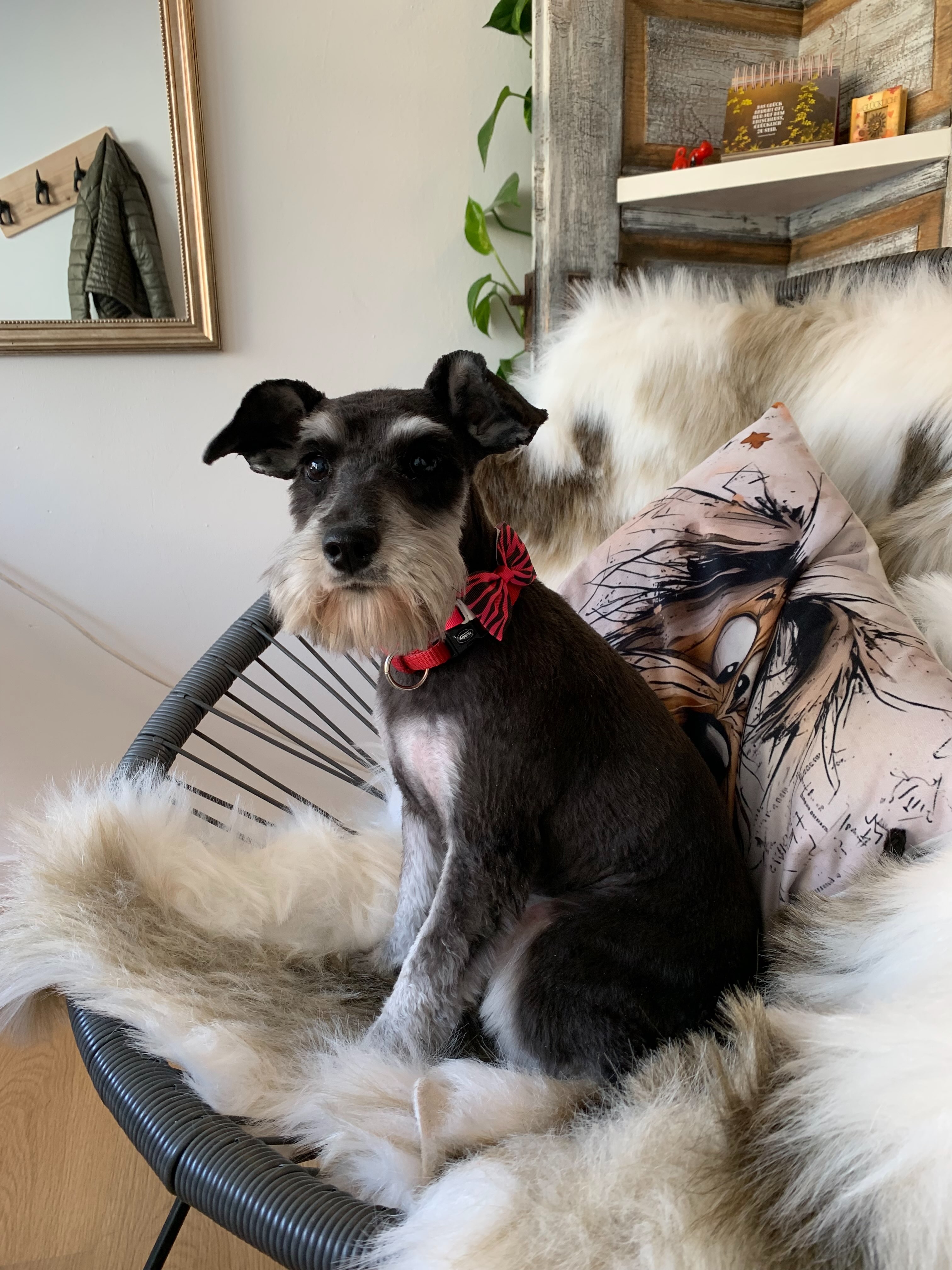 Vom Waldschrat zur feschen Biene: Fritzi, die kleine Zaubermaus
#hundesalonfellblick #hundepflegemitherz #schnauzerle #junghund #zaubermaus