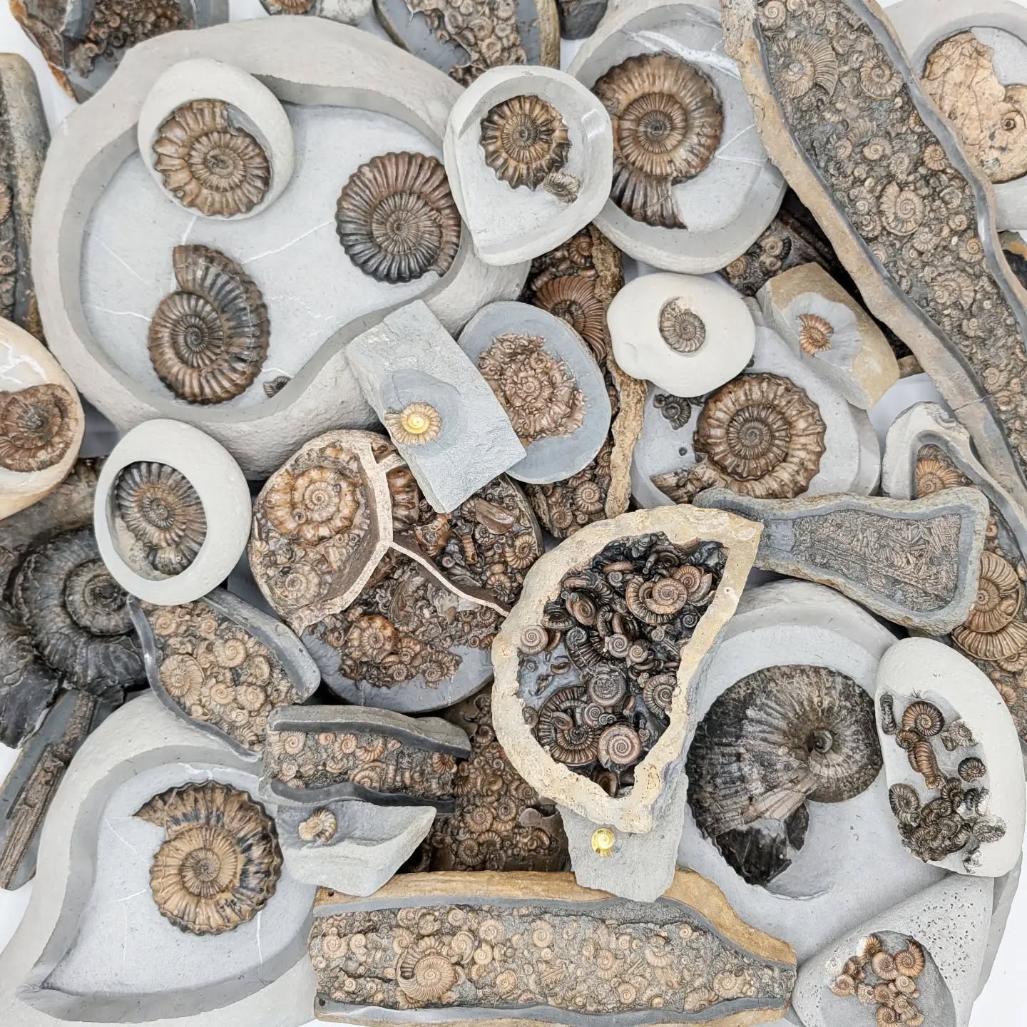The cliffs of Charmouth beach hold millions of years of history, showing over 5 million years of the evolution of ammonites in their layers - these ammonites populated our Jurassic seas 195 million years ago :)
It's been a exceptionally long, hot summer here on the Jurassic coast, I've spent most of it in my workshop preparing some of the winters finds.
I've just updated my website with some new pieces :) all found on Charmouth beach (with the exception of one that snuck in from Lyme Regis :) )
#jurassiccoast
#fossil
#ammonite
#fossilpreparation
#fossilhunting