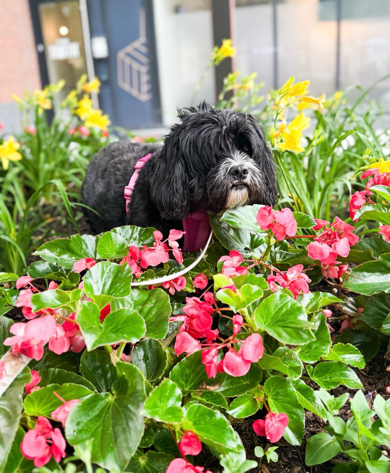 Some of our most important team members have never answered a Slack, joined a client call, or hit a deadline. 🐶
Happy National Dog Day to the dogs of Strat House- our WFH supervisors and the very best boys + girls! (Most of the time!)🤍
#NationalDogDay #DogsOfStratHouse #StratHouse