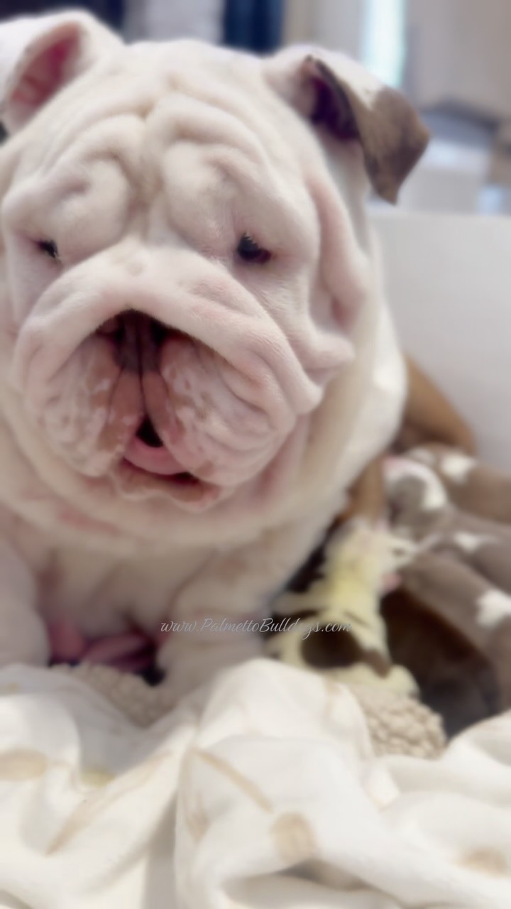 My Verona demanding to nurse her Ist litter of babies the normal way!
This is out of our ordinary routine for sure and just feels dangerous #palmettobulldogs #englishbulldog
#instagood #bulldog #puppies