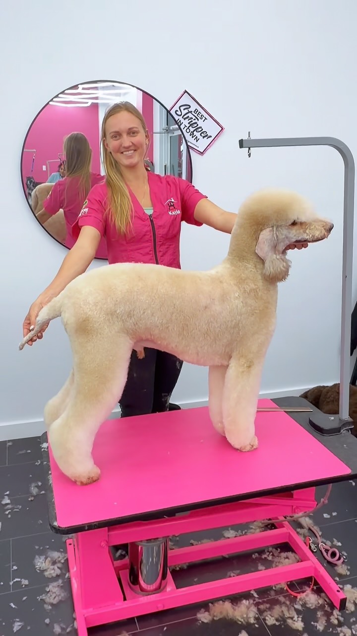 Navy’s transition from Pegasus to Poodlington 🐩✨
The perfect trim doesn’t always happen overnight — sometimes it comes together in phases. Growing, shaping, and refining along the way until we get exactly where we want to be. 💕 Trust the process!
#PoodleGrooming #CreativeGrooming #Poodlington #StandardPoodle #YourHomeGroomer