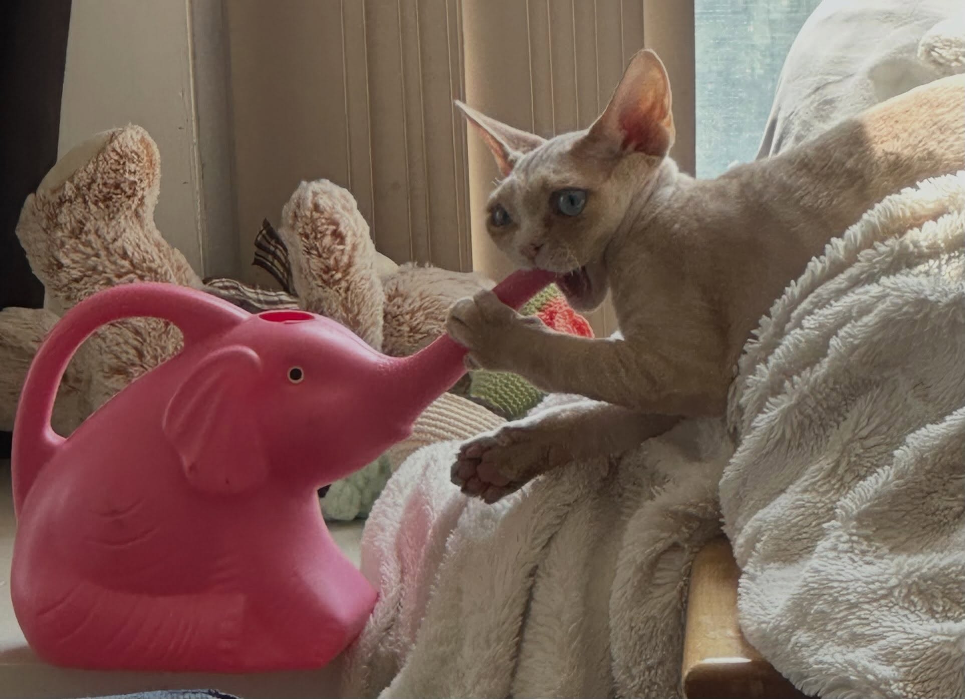 Up next: Ducky! No. Not THAT Duckie. This Ducky. Previously known as my smoosh little man Bravo. Does he look like he shyed away from FAFO? đ and the curls are still blooming! #devonrexcat #devonsofinstagram #devonrexkitten #devonrex #devonrexcanada