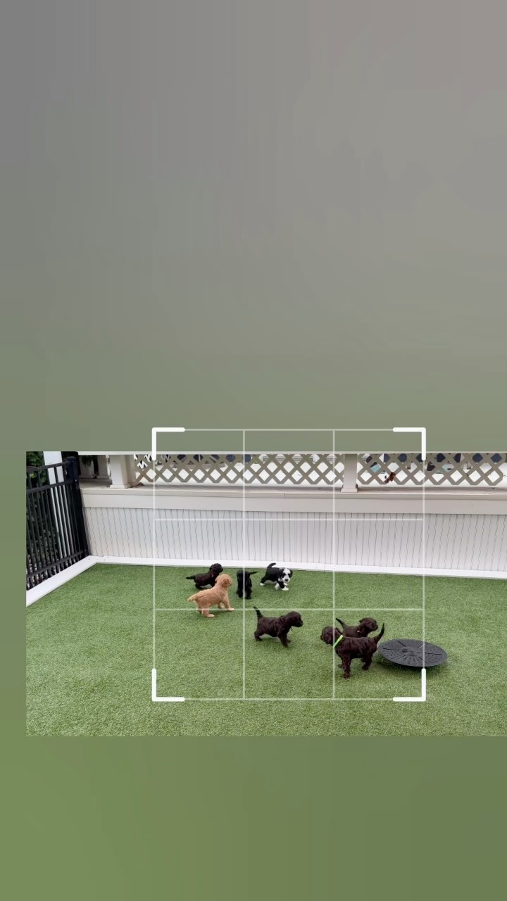 Picture perfect #saturdaylove with “A Lot of Bark” litter now 5 weeks old! Exploring , playing and loving the weather 🍁🌞! These sweet mini Australian Labradoodle pups are gearing up to meet some of their families next weekend! We have just ONE reservation left on this adorable little litter ❤️🍁it’s a great time to apply on our website for consideration and be part of the upcoming selection process !
.
.#australianlabradoodle #southmittenlabradoodles #minilabradoodle australianlabradoodlepuppy