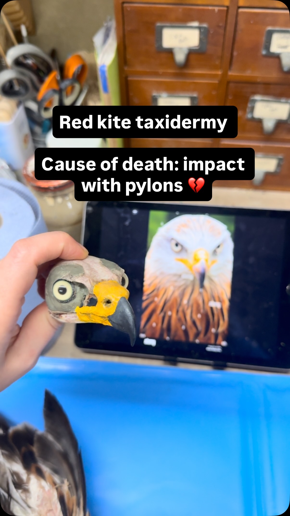 Red kite taxidermy
Cause of death: impact with pylons 💔
I wanted to dry something different and sculpt on the skull first before mounting, to see if it would help me with getting the likeness of the bird. I’m showing aspects of the process of taxidermy here. Hope you enjoy this video.
Commissioned work, not for sale.
#taxidermy #redkite #wip #commission