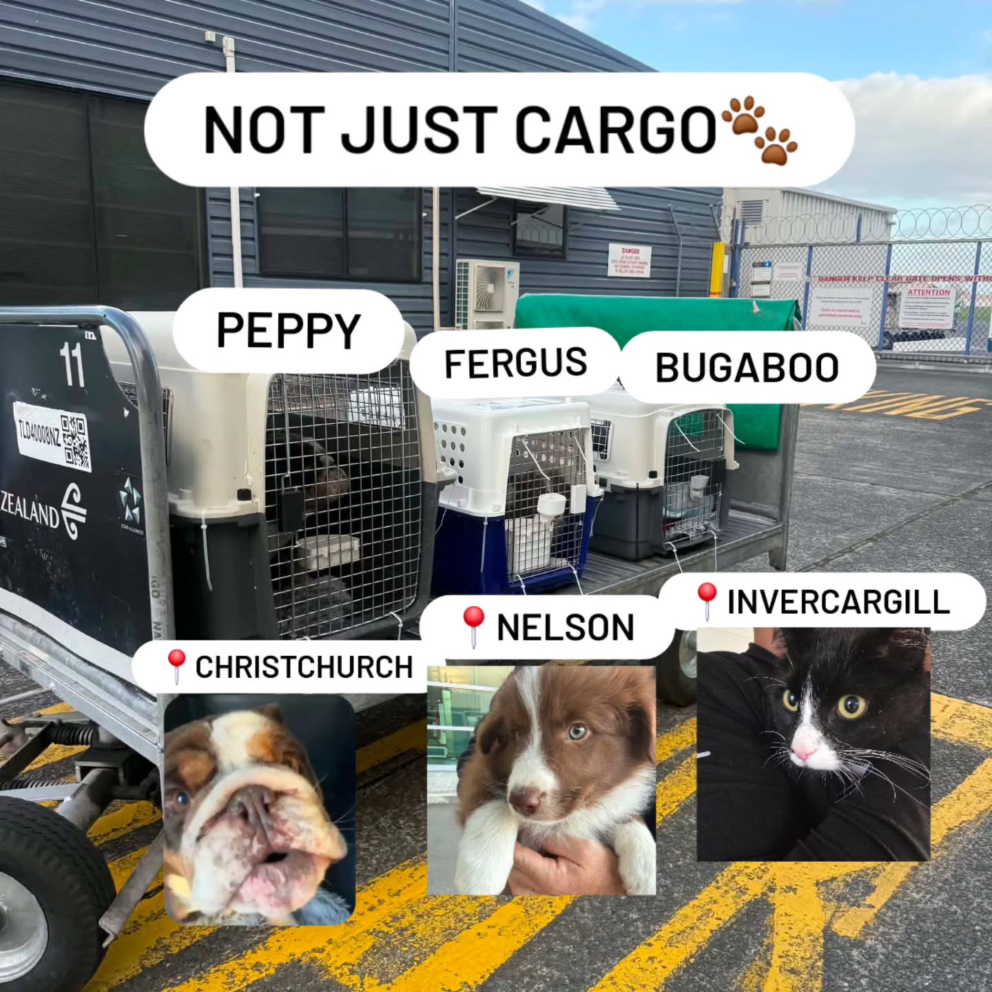 Our Tuesday travellers departing @hamiltonairportnz 🛫
All safe and sound at there new homes now🐾
#bulldog #bordercollie #cats #Hamiltonpettransport ##personalpetshippers