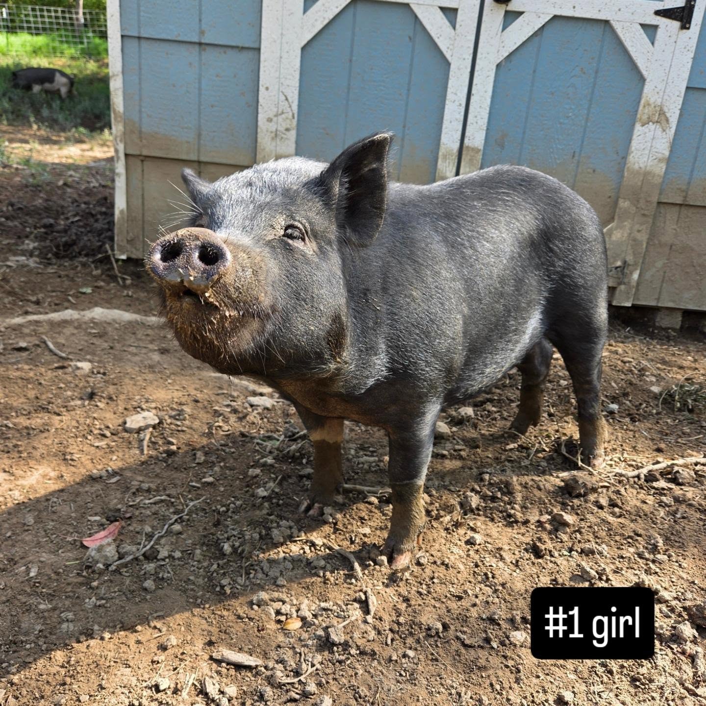 Name that piggy! (part 1) 17 pigs from Operation Squeal City still need names. But even more need to be spayed, so help us get a head start on their vet bill by dubbing these piggies.
These 5 girls are the first in line π·π·π·π·π·π· Donate $50 via our website, then the first to comment which piggy and your top 3 name choices wins! No meat names, please. We'll add their new names below.
πΈ Donate: bit.ly/supportPSR πΈ
#1 girl:
#2 girl:
#3 girl:
#4 girl:
#5 girl: