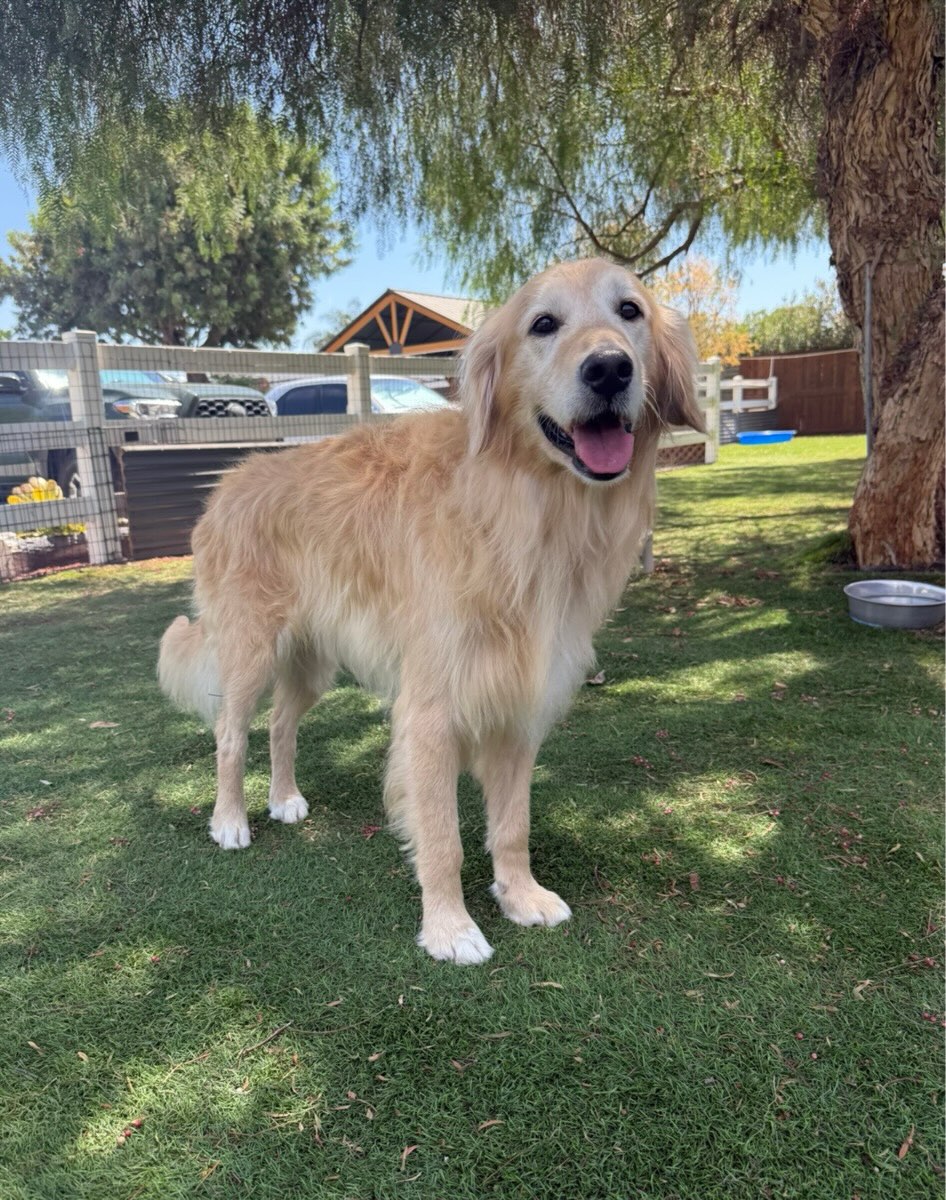 This is Murphy. He is a beautiful, 4 year old Golden Retriever. He walks on a leash, is quiet, very gentle, and humble. He wad abandoned with two other dogs. A kind Samaritan took them in trying to find homes. We agreed to help this fine boy who is now with us at RFSC.