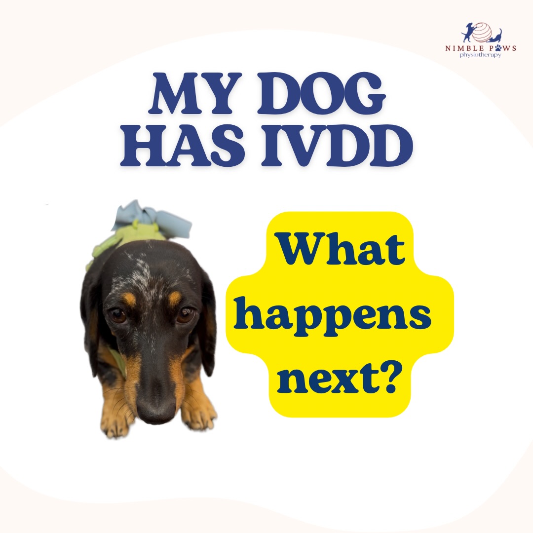 🐾 An IVDD diagnosis is only the beginning of the recovery journey.
What happens next can look very different from dog to dog.
Treatment decisions are guided by your veterinarian,
while recovery depends on factors such as
neurological status,
severity of injury,
the tissues involved and
any underlying conditions.
Even two dogs with the same diagnosis
may need very different timelines and rehabilitation plans.
Feeling better doesn’t always mean fully healed.
Rehabilitation should progress according to what your dog is ready for,
rather than simply how many weeks have passed.
We’ve broken down what happens after an IVDD diagnosis in this carousel.
For a more detailed guide,
head to our Owner’s Guide to IVDD on the blog. (link in bio)
If you’re looking for the early signs to watch out for,
check out our previous IVDD post.
#nimblepaws #movementmatters #caninerehab #dogphysio #sgdogs
