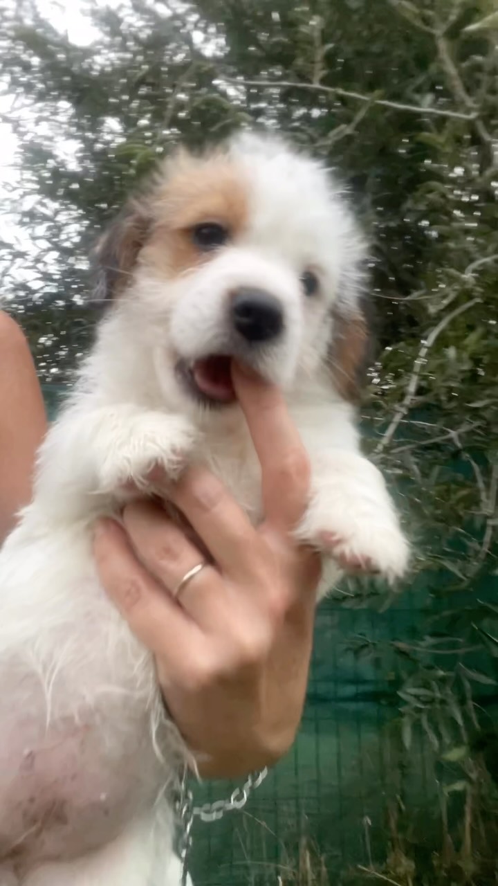 Aggiornamento Nutelliniiii 🥰🥰🥰🐾 #cucciolijackrussell #allevamentojackrussell #jackrussell #jackrussellmilano #jackrussellruvidi