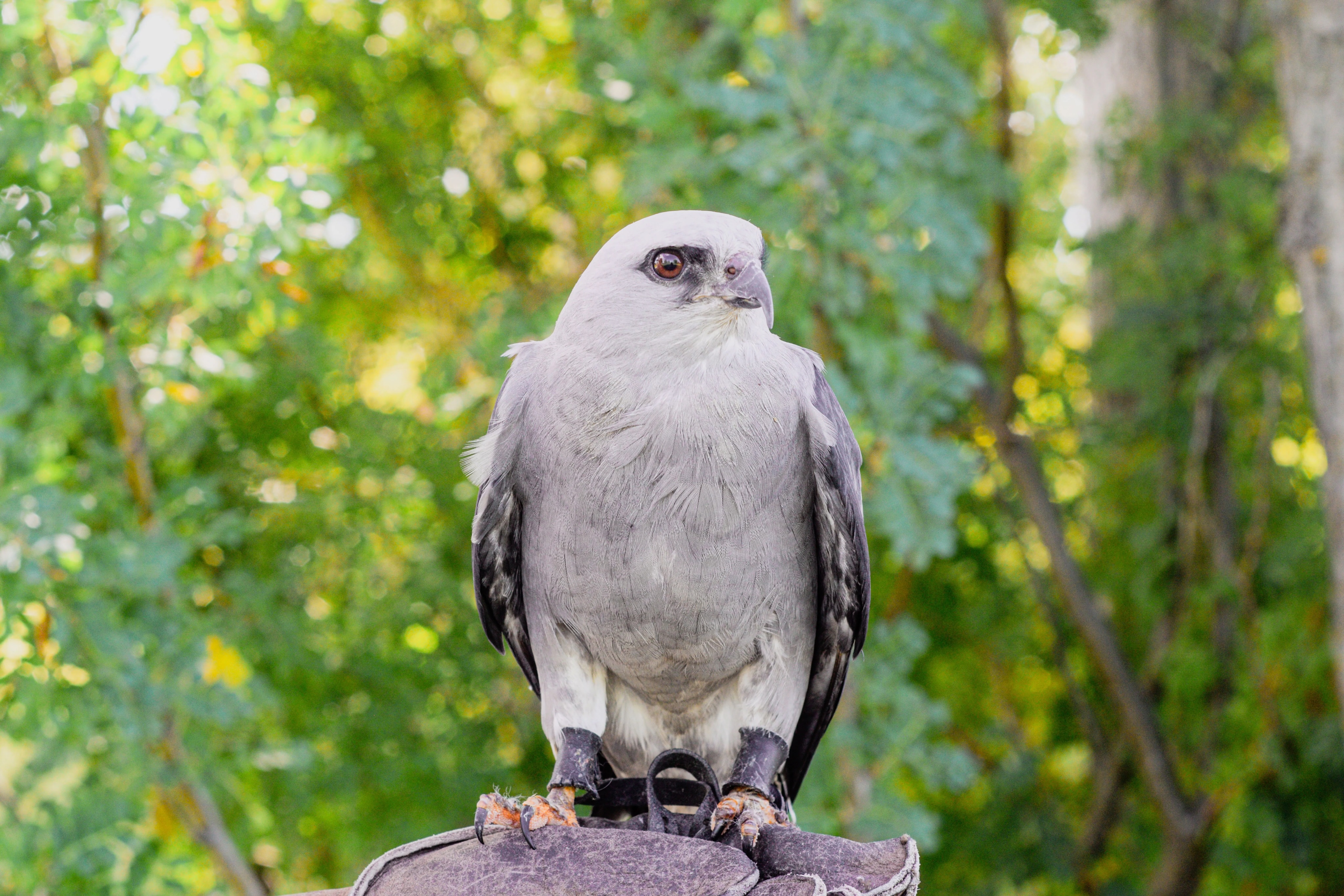 Come hang out with @umindigenousbirdingclub and @wildlifehaven_mb at Indigenous Orientation on September 16 from 11 am to 1 pm.
@wildlifehaven_mb will be bringing Milan the Mississippi Kite!
Yes! A real live Mississippi Kite will be at our booth!
We will also be by the bird feeders at Migizii Agamik so you know we will be birding.
Hope to see you at our booth!
📷: @wildlifehaven_mb