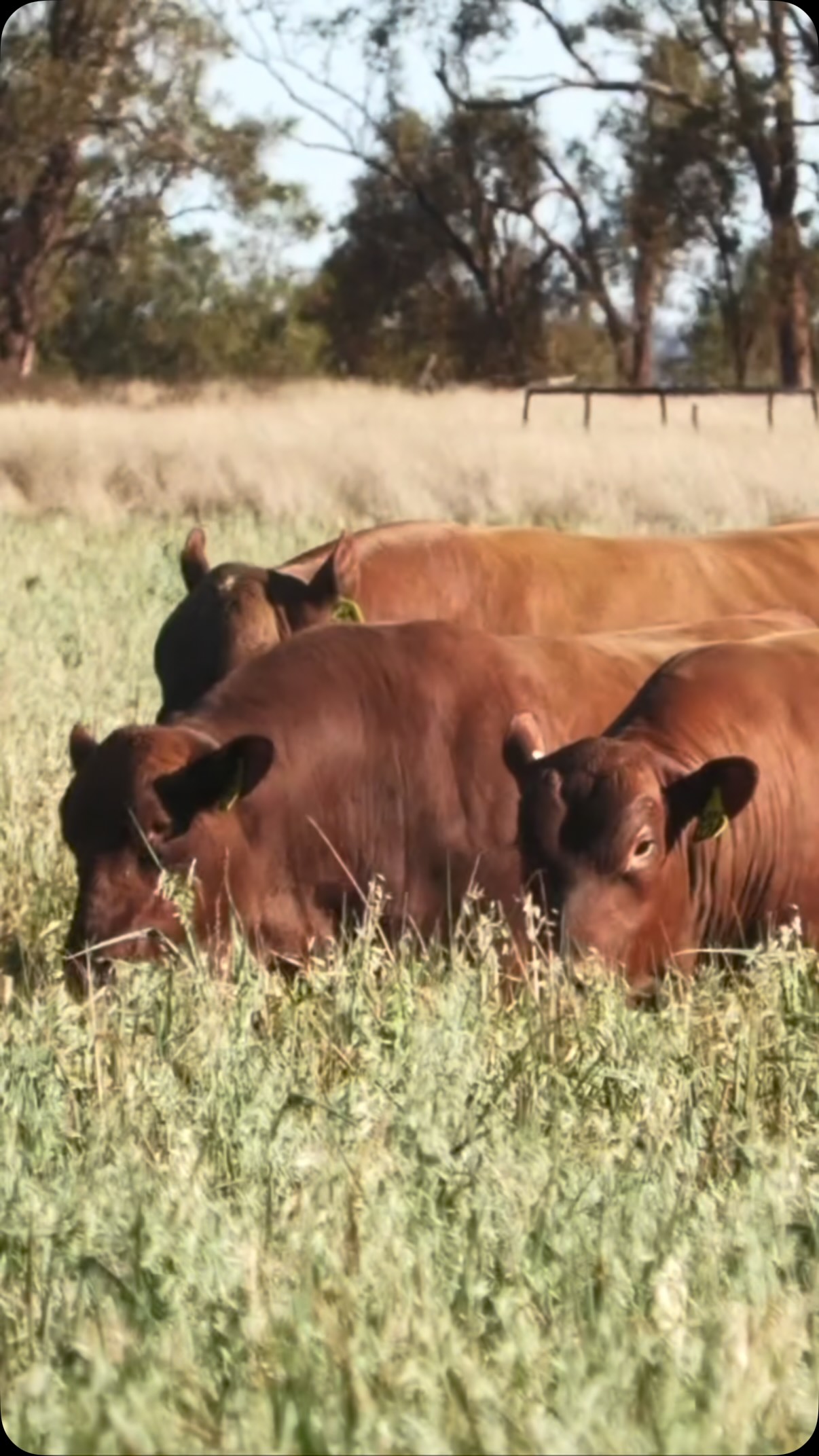 The 2026 Kurra-Wirra Bull Sale catalogue has landed! 🐂📖
127 bulls selling at Blackall on Monday 28th September, including Red Angus, Angus and Red & Black Slick Angus.
If you’d like a hard copy of the catalogue sent your way, get in touch and we’ll pop one in the mail.
Measured to Perform. Bred to Adapt.