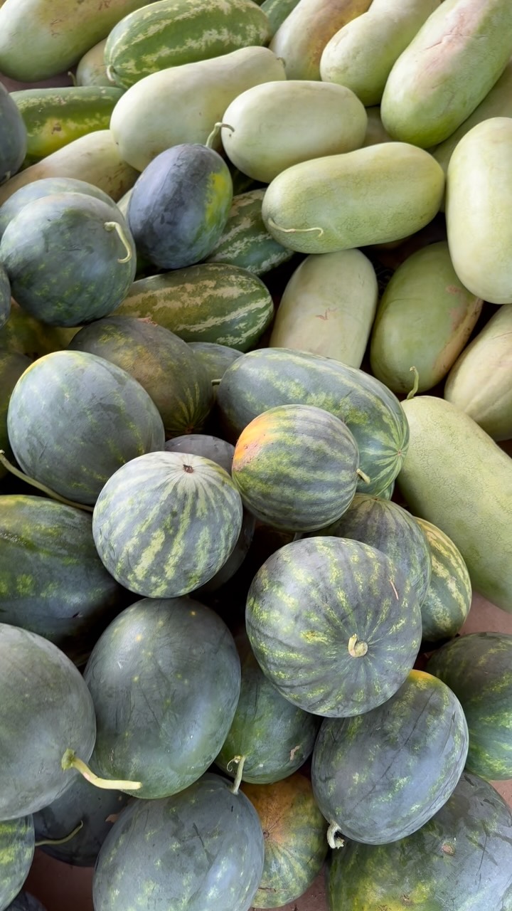 🍉🍅🥒🫑🌶️🧅🥔🥩💐Friday August 28: It’s still watermelon season! We’ll have Charleston Grey and Sangria seeded watermelons, Cracker Jack and Starship seedless watermelons, Athena cantaloupes, squash, zucchini, and cucumbers, and our beautiful sunflowers and mixed flower bouquets.
~~~
⏰Hours: Monday, Wednesday, and Friday afternoons 2 to 6 pm, weather permitting, at the green shed by the big barn entering via the main farm driveway. Also available by appointment at the farm by calling (919)309-5935, and at the Carrboro Farmers Market on Saturday mornings.
🌞What’s in Season:
🍉Watermelons,
🧡Cantaloupes,
🍅Tomatoes,
🥔Potatoes,
🧅Onions,
💛Squash,
💚Zucchini,
🥒Cucumbers,
🍆Eggplant,
🫑Bell peppers,
🌶️Hot peppers,
💐Cut flowers,
🍳Local eggs,
🍯Local honey,
🥧Local pecans,
🥩Katahdin lamb, and
🥩Angus beef.
⏳Coming Soon: Muscadine grapes
🔎Latest updates: Call our recording at (919)732-7701, or check the latest Facebook/Instagram post