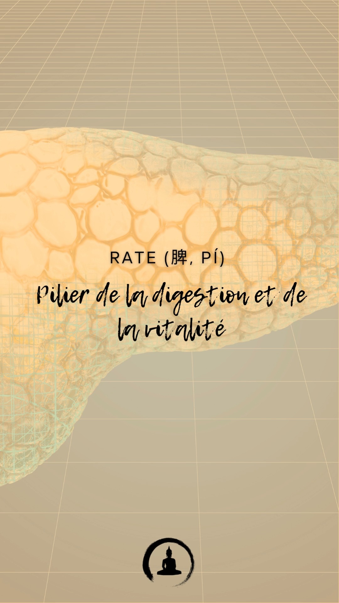 La Rate (脾, Pí) : Pilier de la digestion et de la vitalité 🌾
En médecine chinoise, la rate joue un rôle central dans la transformation et le transport des aliments et des liquides :
Transformation et transport : Elle extrait l’énergie essentielle (Qi) des aliments et distribue cette énergie dans tout le corps.
Soutien des muscles : Une rate en bonne santé nourrit les muscles et soutient leur force.
Énergie globale : Une rate forte est synonyme de vitalité et d’une bonne immunité.
Quand la rate est déséquilibrée :
🌥️ Fatigue persistante ou sensation de lourdeur.
🌿 Problèmes digestifs : ballonnements, diarrhée ou appétit irrégulier.
🍬 Envie excessive de sucré (signe d’une faiblesse de la rate).
💪 Faiblesse musculaire ou sensation de mollesse.
Comment prendre soin de votre rate ?
1️⃣ Mangez des aliments chauds et cuits, comme les soupes et les légumes vapeur, pour soutenir sa fonction de transformation.
2️⃣ Évitez les aliments froids ou crus en excès, qui fatiguent la rate.
3️⃣ Pratiquez des exercices doux comme le Qi Gong ou des étirements pour stimuler l’énergie vitale.
4️⃣ Reposez-vous suffisamment : la fatigue excessive affaiblit la rate.
✨ Astuce bonus : Le point Zu San Li (E36), situé sous le genou, est connu pour renforcer la rate et améliorer l’énergie générale. Massez ce point régulièrement pour revitaliser votre corps.
💬 Dites-moi en commentaires : Prenez-vous déjà soin de votre digestion selon les principes de la médecine chinoise ? Quels aliments aident votre énergie ?