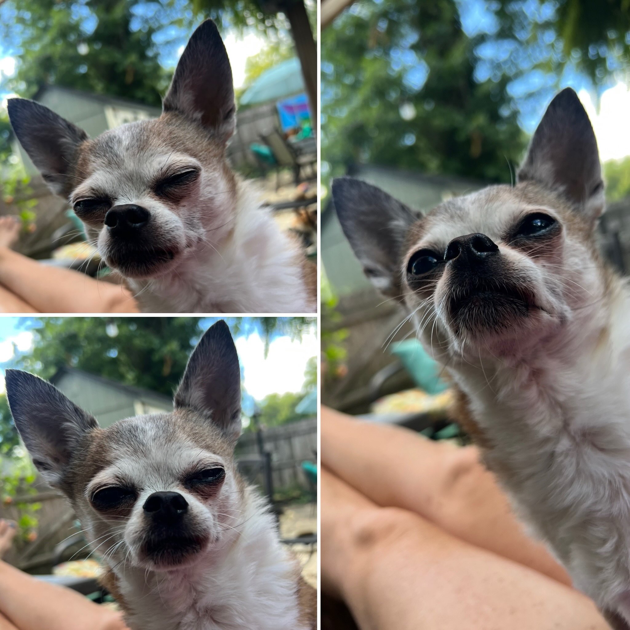 La la la la Lola ❤️❤️❤️ #seniordog #seniordogrescue #chihuahua #chihuahuas #appleheadchihuahua