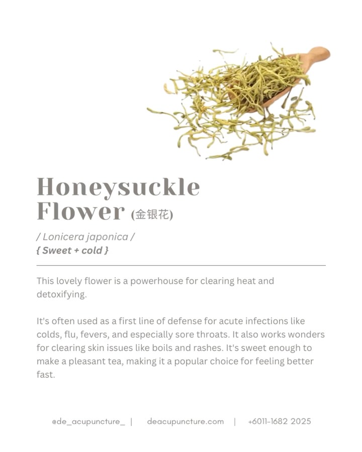 🌼 Feeling the HEAT? 🥵 The Secret to Cooling Down in TCM is the Beautiful Honeysuckle Flower (金银花 - Jīn Yín Huā)! 💛🤍
Named “Golden Silver Flower” because its blossoms start white (silver) and turn yellow (gold), this powerful herb is an absolute essential in Traditional Chinese Medicine, especially for those “heaty” conditions we often face in Malaysia.
In TCM, Honeysuckle is cold in nature and one of the best herbs to Clear Heat and Relieve Toxicity. It targets three key areas: the Lungs, Stomach, and Large Intestine.
Honeysuckle is your go-to herb if you have:
🔺Angry Sore Throat:
Red, swollen, and painful throat (Wind-Heat attack).
🔺Skin Flare-Ups:
Boils, painful acne, heat rash, or any red, inflamed skin infection.
🔺Early Flu Symptoms:
Fever, headache, and thirst that come on quickly (The body’s “Toxic Heat”).
It works like a natural anti-inflammatory and antiviral agent to clear the “fire” without upsetting your stomach (unlike some other cold herbs!).
💛Easy Honeysuckle Tip:
For a simple heat-clearing drink, steep a small handful of dried Jin Yin Hua with some Chrysanthemum flowers in hot water. Perfect for a cooling, detoxifying tea! 🍵
❌ Wait! While amazing, Honeysuckle is cold! It is NOT suitable for long-term use or for people who already have a Cold Spleen (easy diarrhea, pale complexion).
That’s why a proper TCM diagnosis is crucial! Don’t just guess your heat condition. Consult our qualified TCM practitioners at 医心医意中医坊 De Acupuncture x Herbs Centre first.
We’ll ensure the Honeysuckle is combined with the right herbs to balance your specific body constitution.
Ready to extinguish your body’s internal fire? Click the link in our bio to book your consultation! 💖
#HoneysuckleFlower #JinYinHua #TCM #ClearHeat #SoreThroatRelief