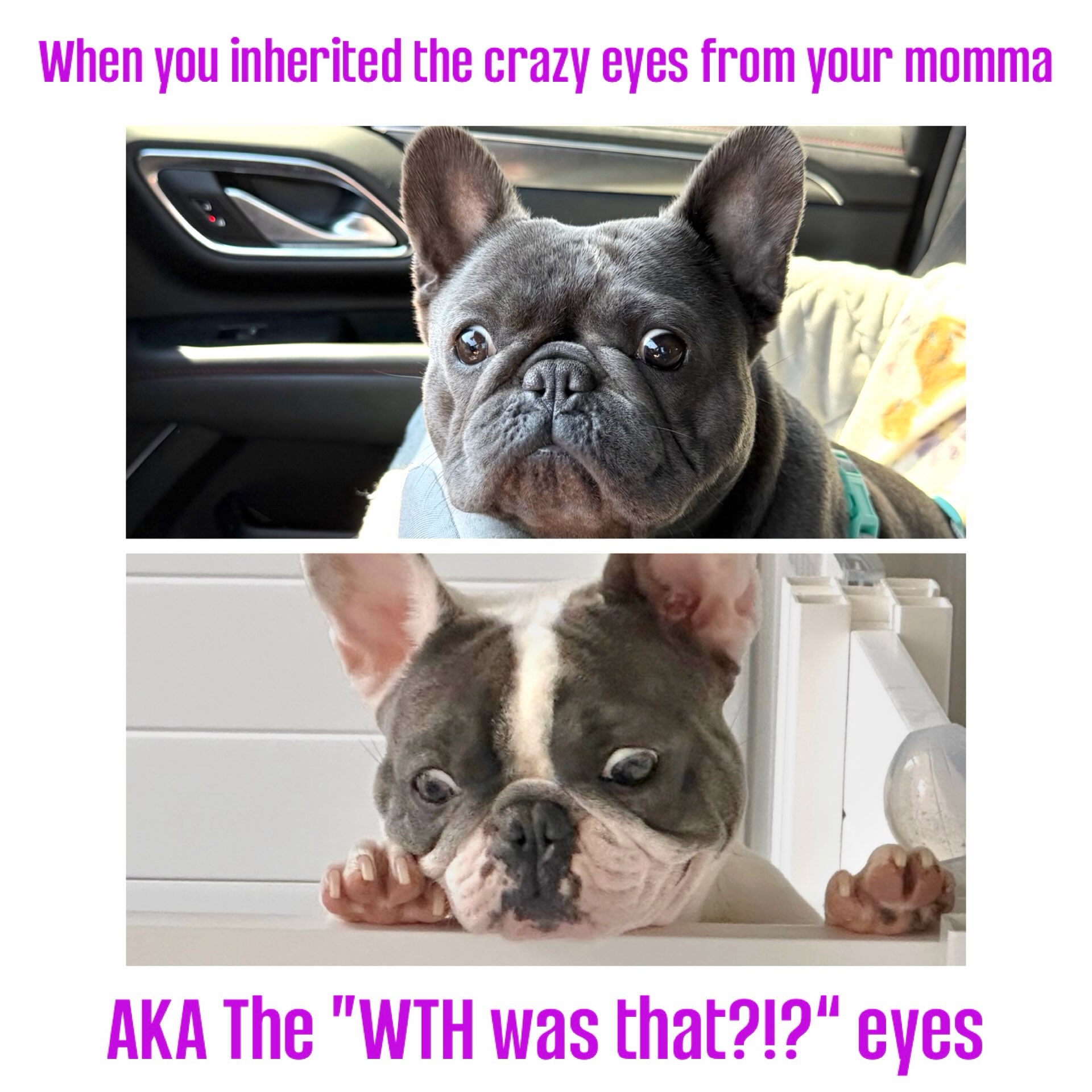 When you inherit the CRAZY eyes from your mommaβ¦ ππ
Lucy Lou is definitely our Lennonβs child! She gets the same wild eyed look when she sees something βconcerningβ. Lennon (bottom photo) saw and heard new puppies crying that were not herβs. Lucy Lou saw some construction workers in yellow hats working on the new In-N-Out. π©π©π©
#geneticsarewild #crazyeyes #wth #lucylou #lennonlove