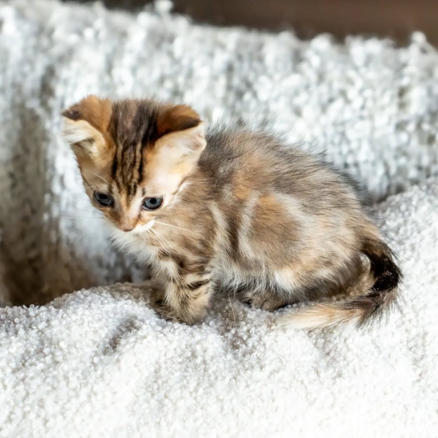 This little girl is still here! We expect her to stay super super tiny her whole life. Basically a teacup Munchkin! Think munchkin with the tiny legs, but even tinier!