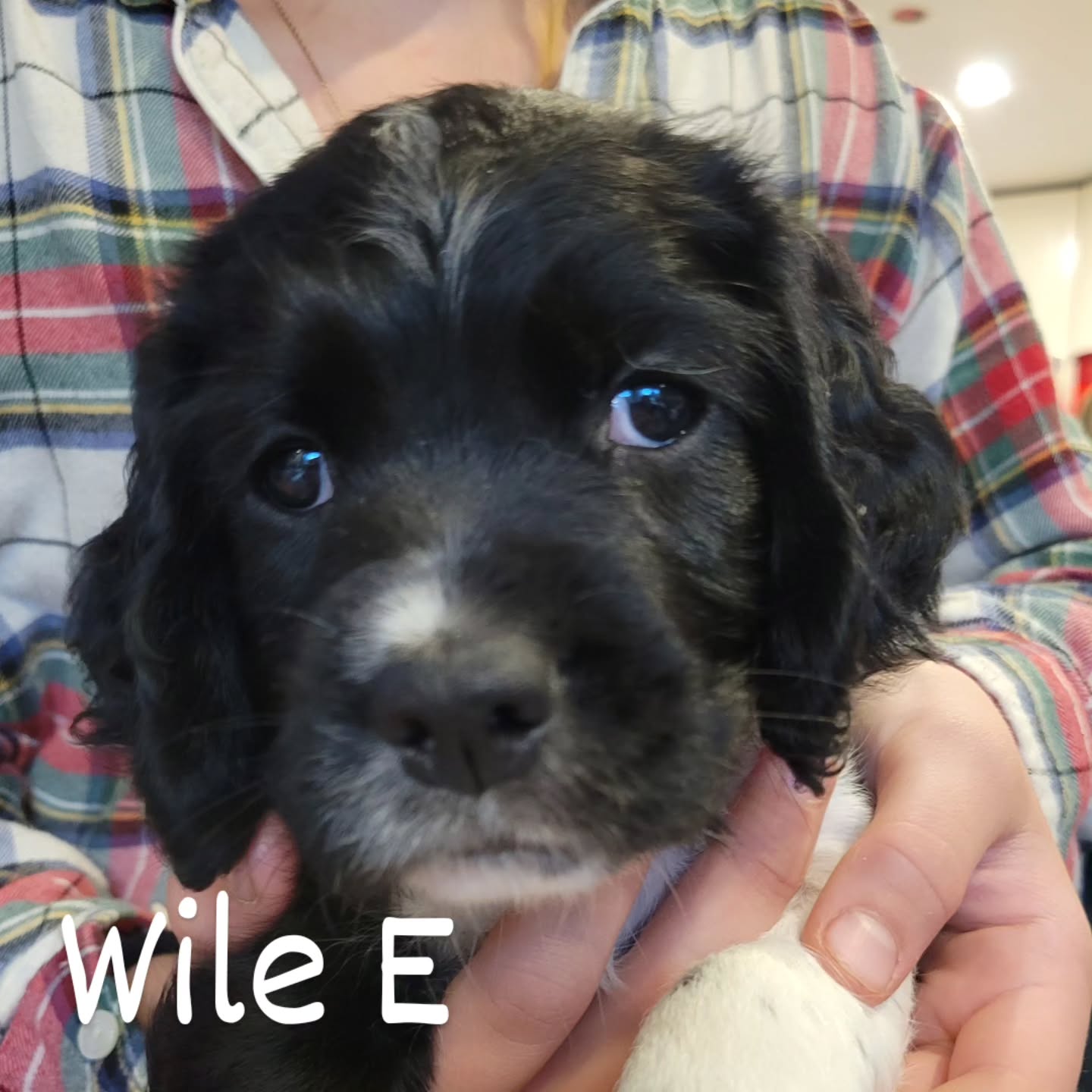 Forgot to post face shots on Friday for 6 weeks!
#dog #puppy #cute