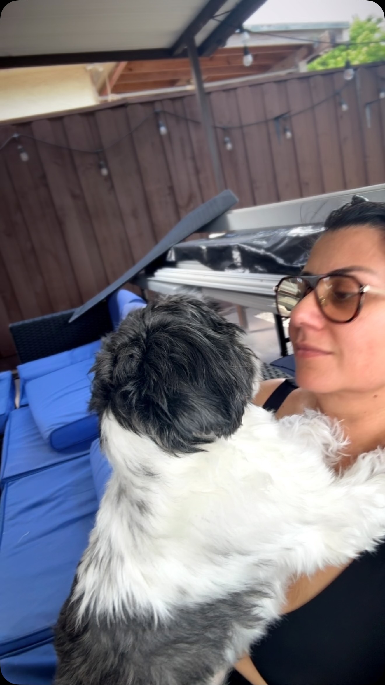 #shitzhusofinstagram