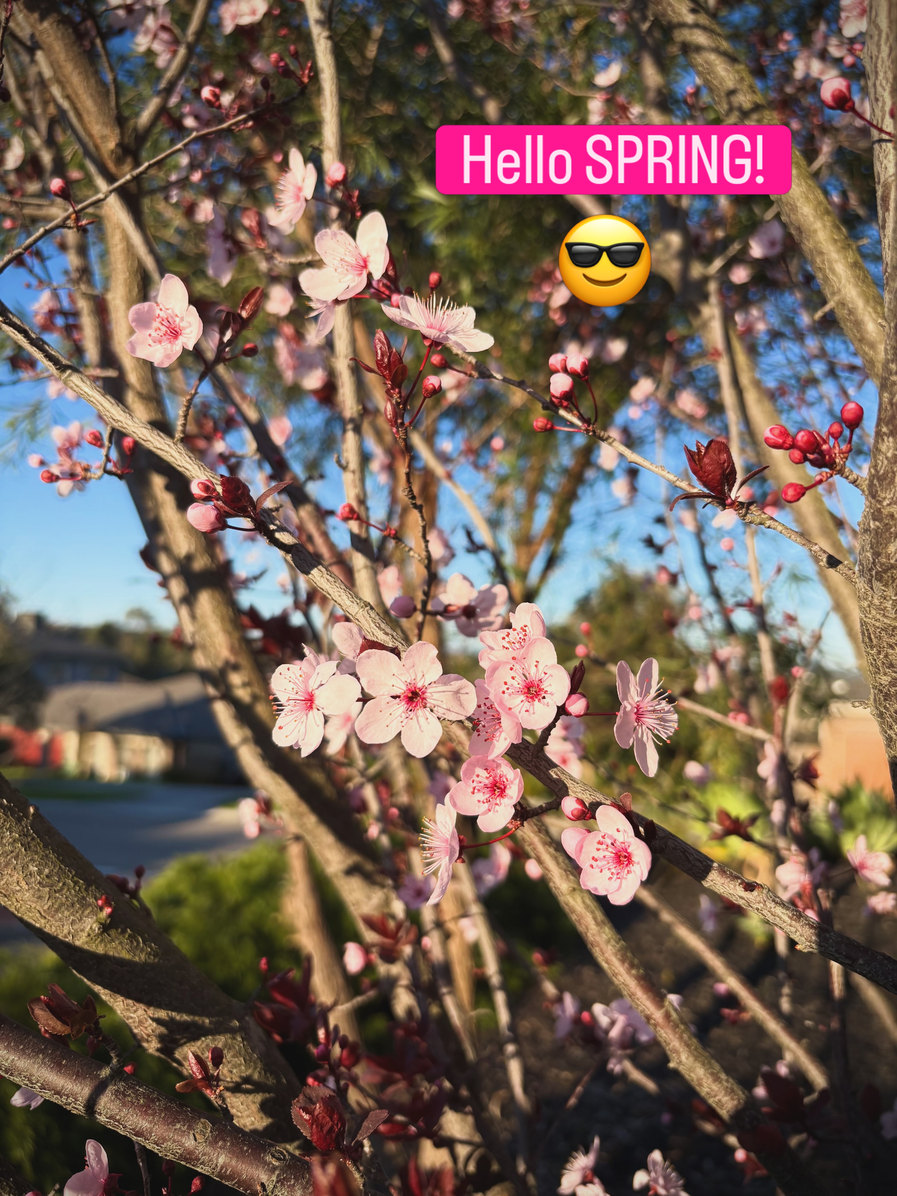 Spring is FINALLY here! โ๏ธ๐น๐ชป๐ธ๐บ๐ป๐ผ
New promos for the month of September will start tomorrow. Weโll announce them here soon, watch this space ๐๐
For now, enjoy the lovely weather today!
Weโre looking forward to sunnier skies ahead! โ๏ธ