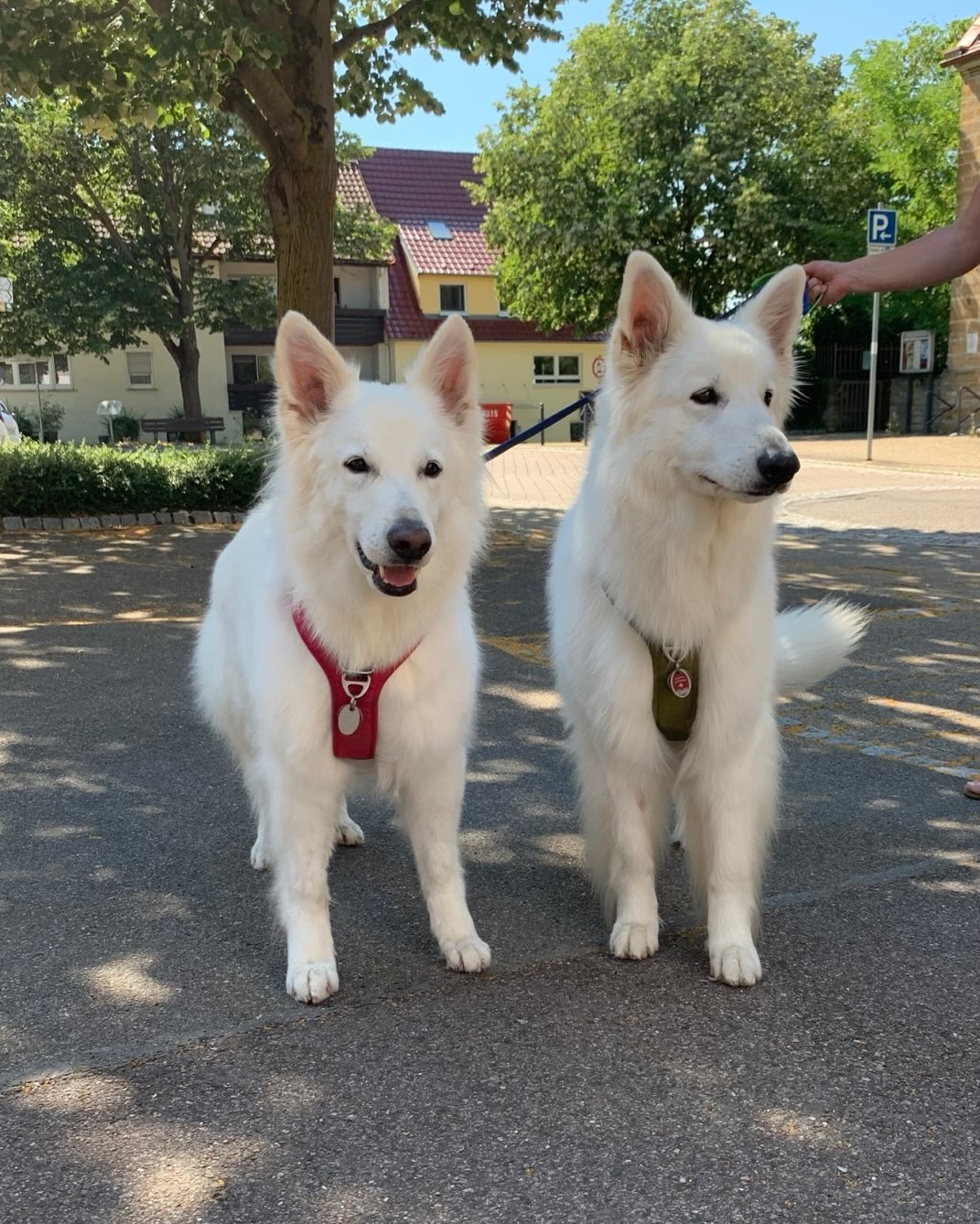 Hope und Pfötchen ❤️
Zwei unfassbar schöne und liebe Stammkundinnen!
#hundesalonfellblick #hundepflegemitherz #weisserschäfer #schäferhund #schönheiten