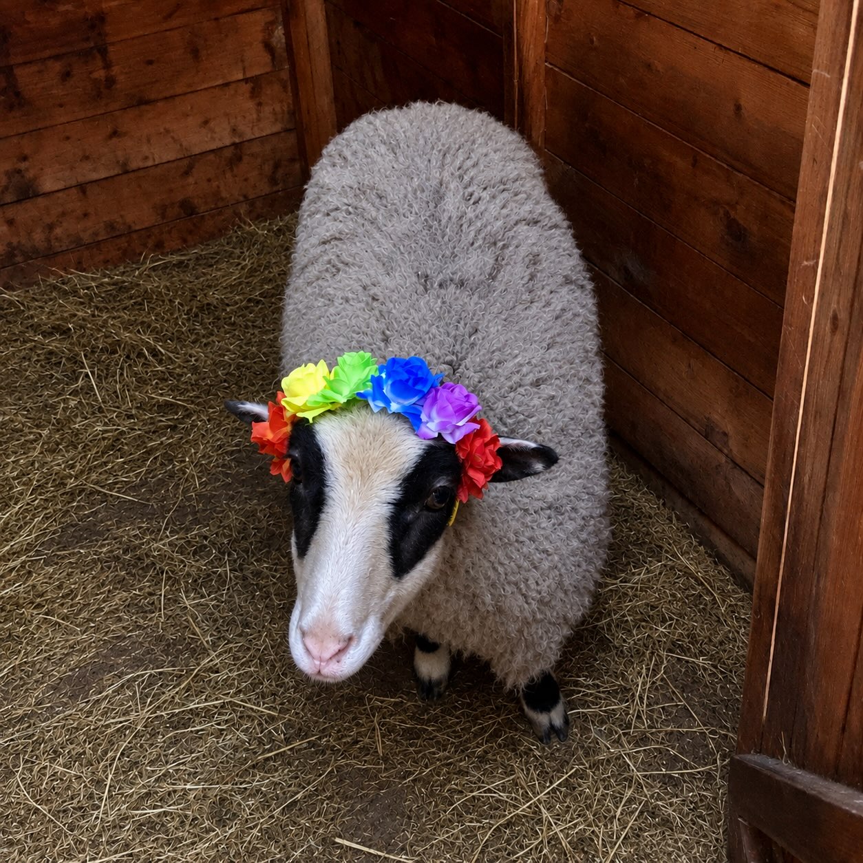 LIFE AT HOOVES AND TAILS - JULY & AUGUST 2026
.
.
.
.
#photodump #drought #july #august #hoovesandtails