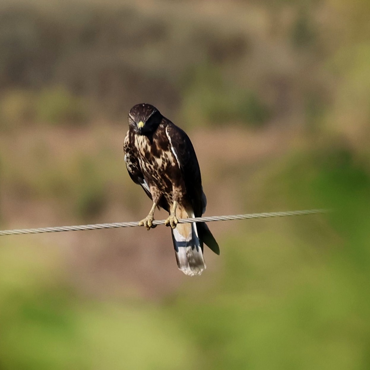 A young buzzard surveying the field for lunch.
#islandwildlife #kefaloniawildlife #greekwildlife #guidedwildlifewalks #birdlovers
