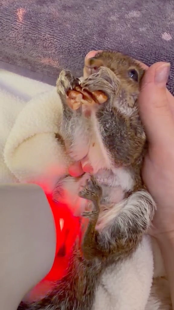 A cat attack caused this infant gray squirrel spinal trauma resulting in limited use of his back legs. Red-light laser therapy is being used to increase cellular energy, reduce inflammation, improve blood flow, and support nerve and tissue recovery. Blue light is used to combat the deep infection from the cat bite.
Our laser is one of the most used piece of equipment at our center for trauma patients.