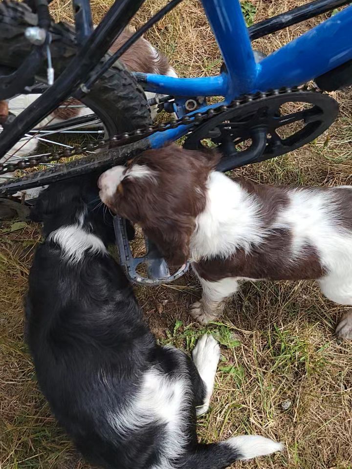 Hello bicycle. A day full of cuteness.
#dog #puppy #bike