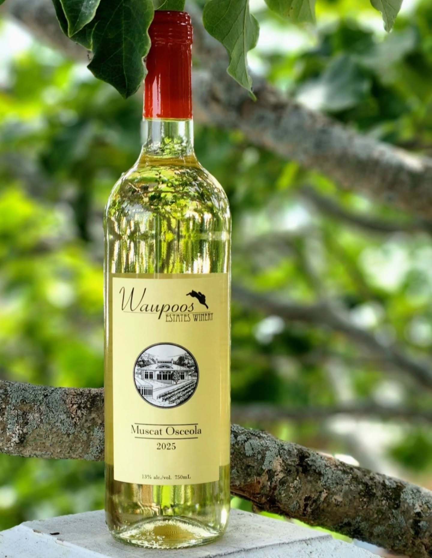 Muscat Osceola 2025
Highly aromatic and beautifully expressive, our 2025 Muscat Osceola bursts with golden pineapple, ripe peach, orange blossom and delicate wildflower honey. On the palate, notes of apricot lead to a refreshing, off-dry finish.
Perfectly paired with seafood and shellfish, grilled chicken with mango salsa, prosciutto and melon, or your favourite curry or stir-fry.
#WaupoosWinery #MuscatOsceola #PrinceEdwardCounty #NewVintage #OntarioWine
