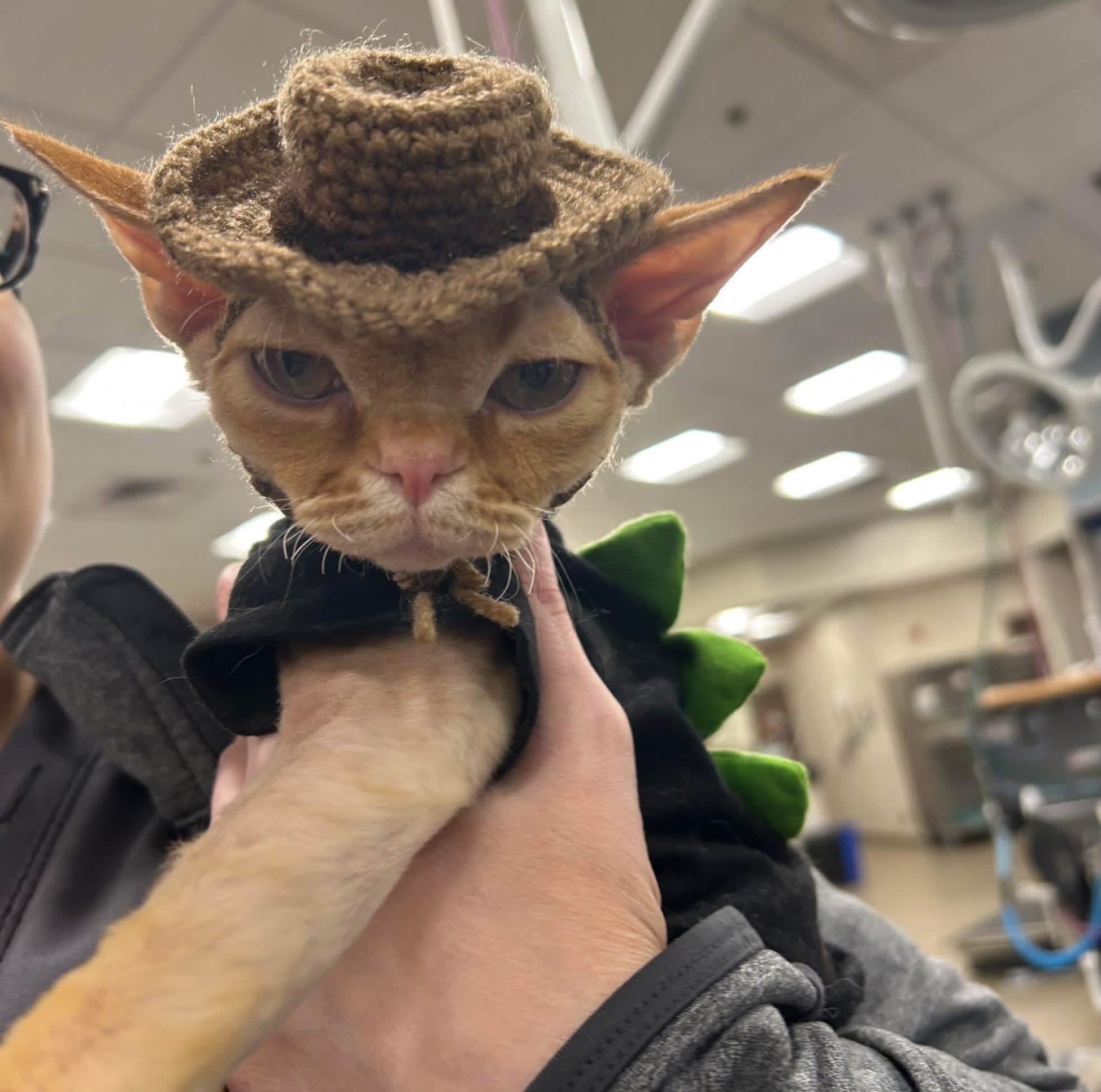 Next is Smeagol, formerly Encore. Another one of our kittens in the USA! Our tiny hairless wonder is growing up, and belongs to a mom whose veterinary industry coworkers are also a big fan of this fellow! đđŚ#devonrex #devonrexkitten #devonrexcanada #devonsofinstagram