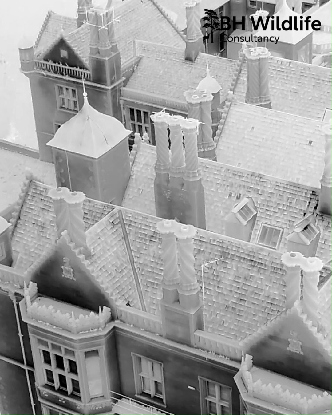 Bats on the roof? Thermal knows exactly where. 🦇
New for us this summer: bat emergence surveys on the big, old roofs of historic buildings in central Scotland, ahead of planned roof works.
Every bright dot in this white hot clip is a bat. The drone can pinpoint exactly where they leave the roof and slip back into their roost cavities, which is just what the authorities need to see before works go ahead.
#BatSurvey #ThermalImaging #Bats #WildlifeConsultancy #Ecology #Scotland #HistoricBuildings #BatConservation