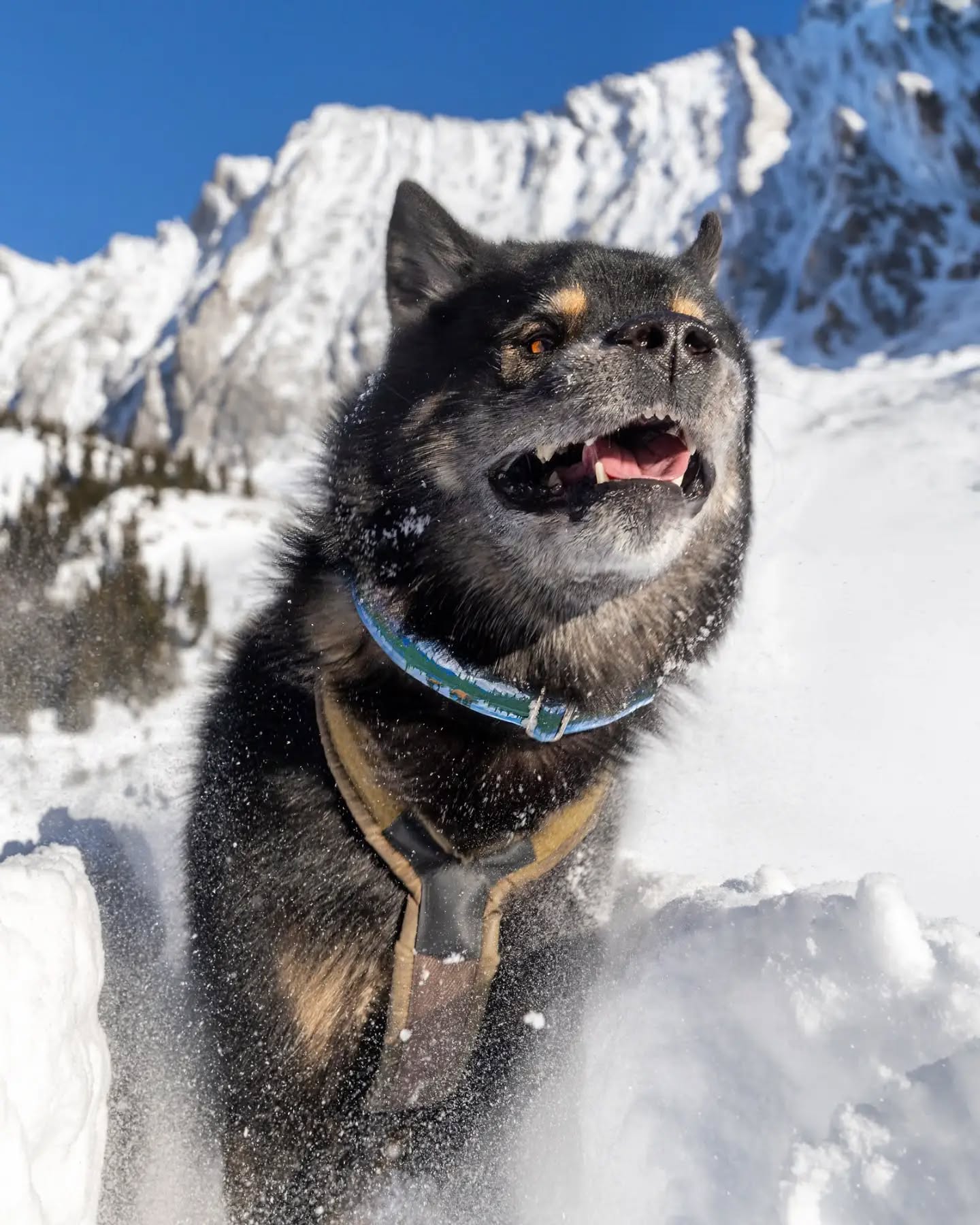So excited to finally be saying goodbye to summer and henlo to Adventure Season! With a super el niΓ±o in effect IDK if I'll get deep freshies like this to play in but I'm keeping my paws crossed that it will be a better winter than anticipated. Meanwhile I'm looking forward to some fun fall hikes! Tomorrow will be the first time my uncle has hiked with me - he's finally gonna get the full Kaiju Experience! π
Here I'm wearing my favorite collar from @risingriverllc - don't forget their ambassador search closes on the 18th! See post link in my stories for details!