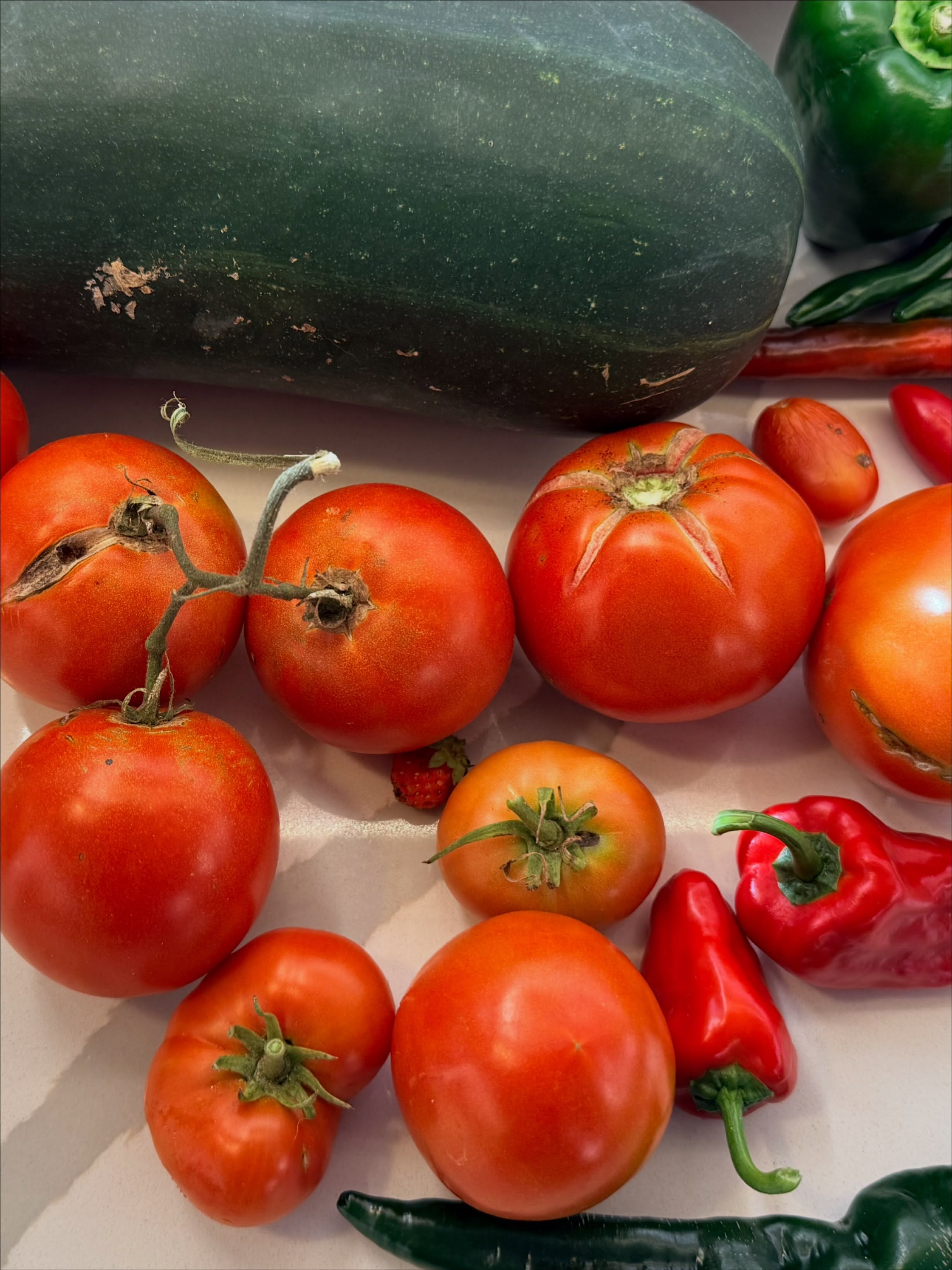 We got Tomatoes galore! And peppers, a big ass Zuccini.
