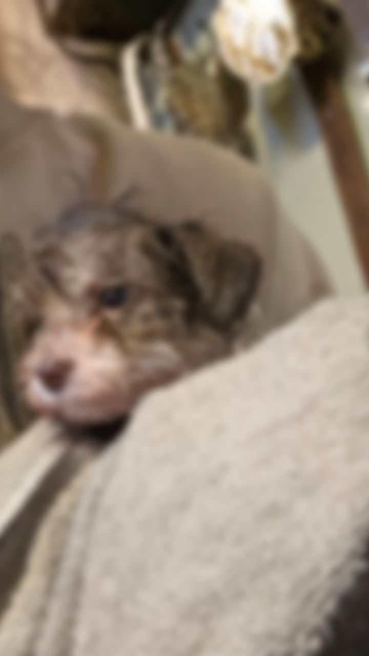 Guessssss what todayyyyy wassss?! π€π
I cannot stress enough how important early grooming experiences are! Regular, positive grooming helpspuppies become comfortable with brushing, bathing, nail trims, and the overall grooming process as they grow. I truly believe it should be mandatory, especially for doodles and poodles! While the high velocity blower will never be their favorite, early exposure while itβs still tolerable makes such a difference. And peep how chill they ALL were during their manicures and pedicures! ππΌππΌππΌ
#schnoodle #schnoodlepuppy #schnoodlepuppies #schnoodlesofinstagram #gooddog