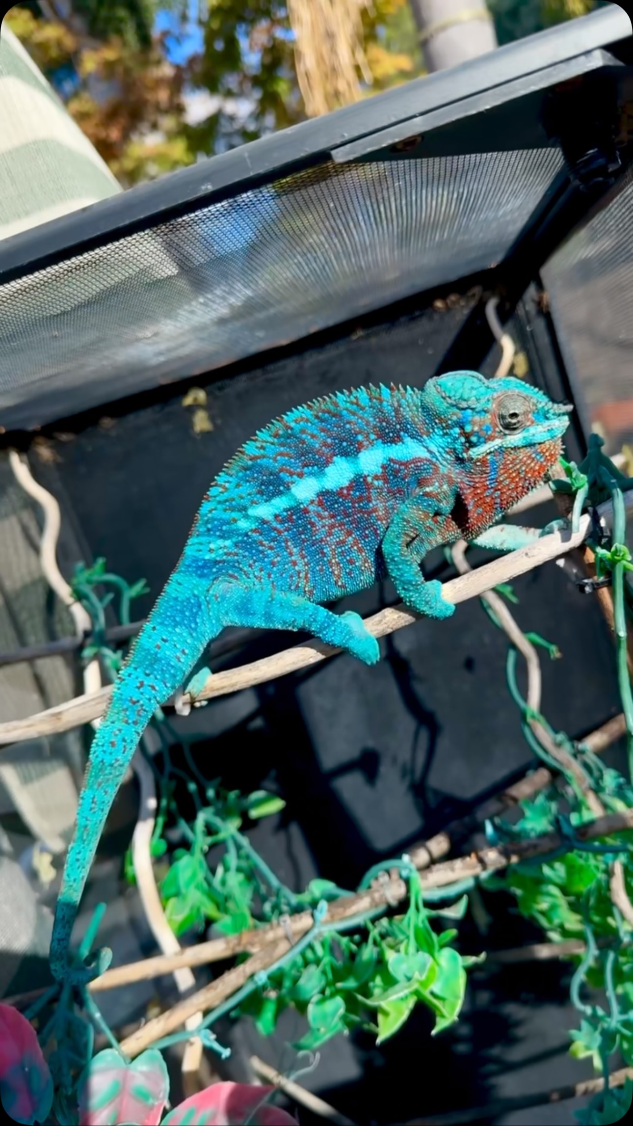 The chameleon waltz🕺 #fyp #pantherchameleon #chameleon #bluembanja #reptilesofinstagram