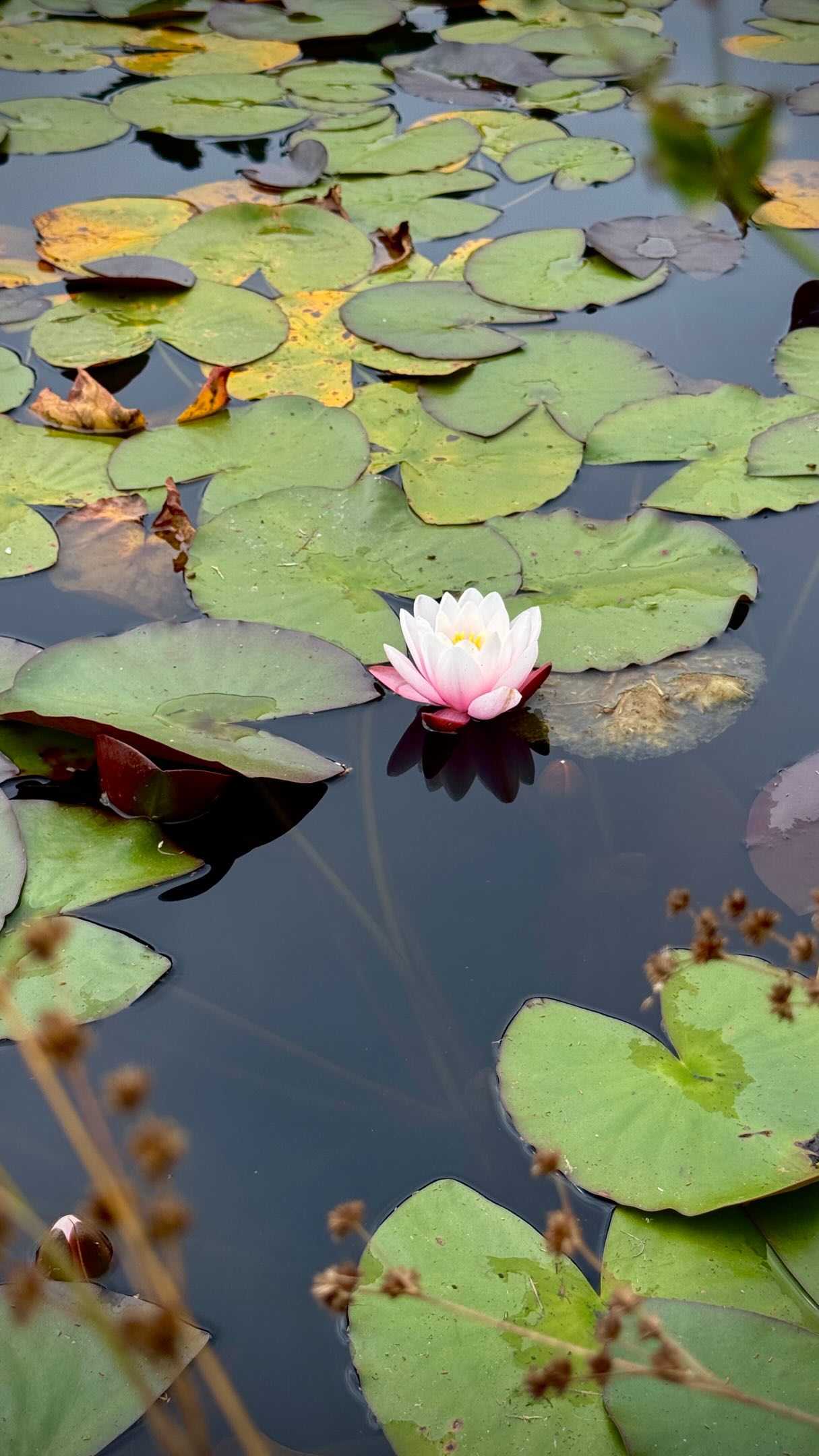 The #WaterLilyWeighOff may be over, but our water lilies are still putting on a show!
These beauties may never be contenders in the competition, but they’re looking lovely this time of year. And there’s plenty of life beneath the blooms, too…
There are more than a few crawfish in the entry pond. The minks, river otters, egrets, and great blue herons all enjoy the pond as well.
A little glimpse of the pond after the weigh-off and a reminder that there’s always something happening at the Mendocino Coast Botanical Gardens!
#waterlilyweighoff26
#botanicalgardens